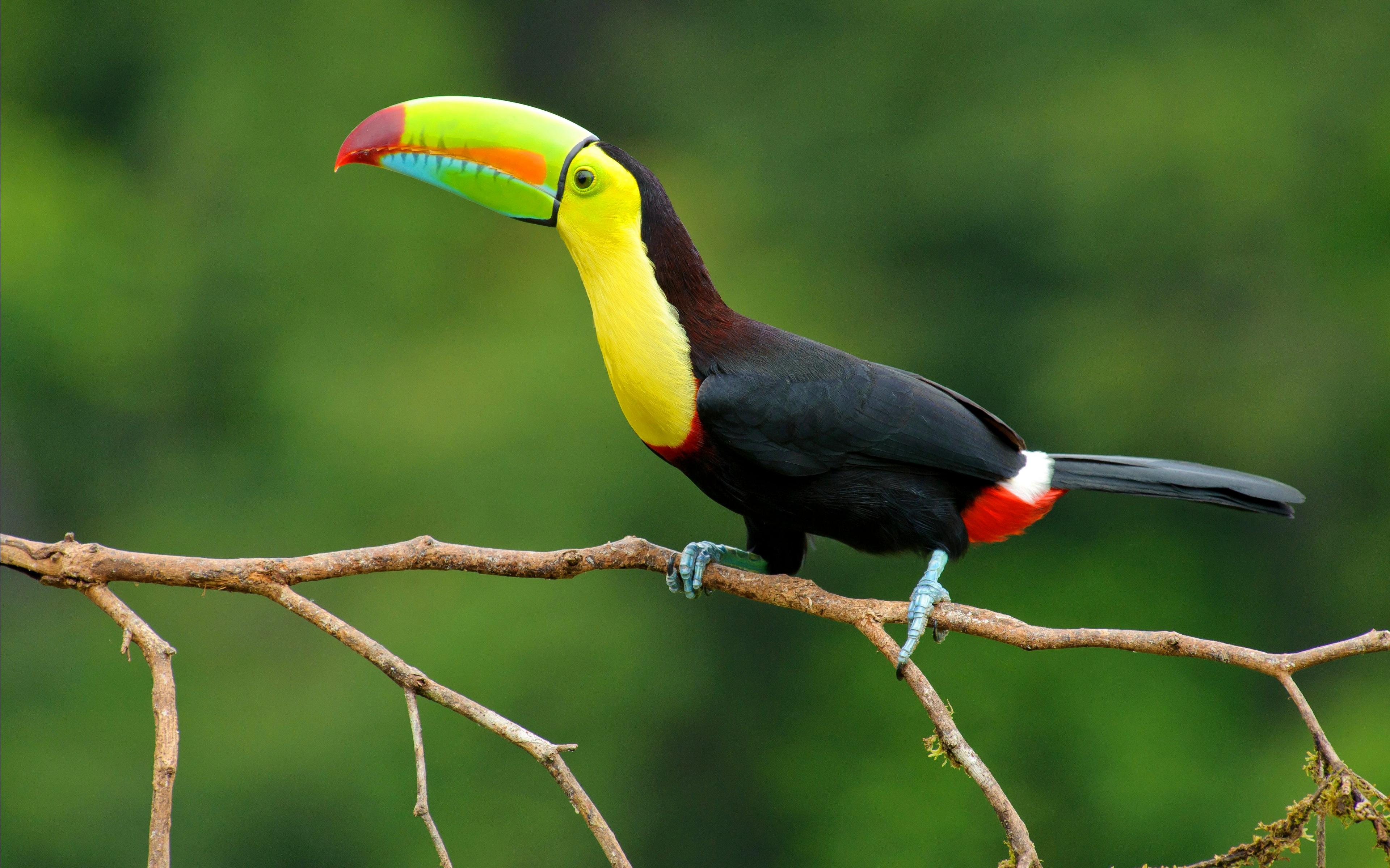 Keel Billed Toucan - Very Beautiful Bird - HD Wallpaper 