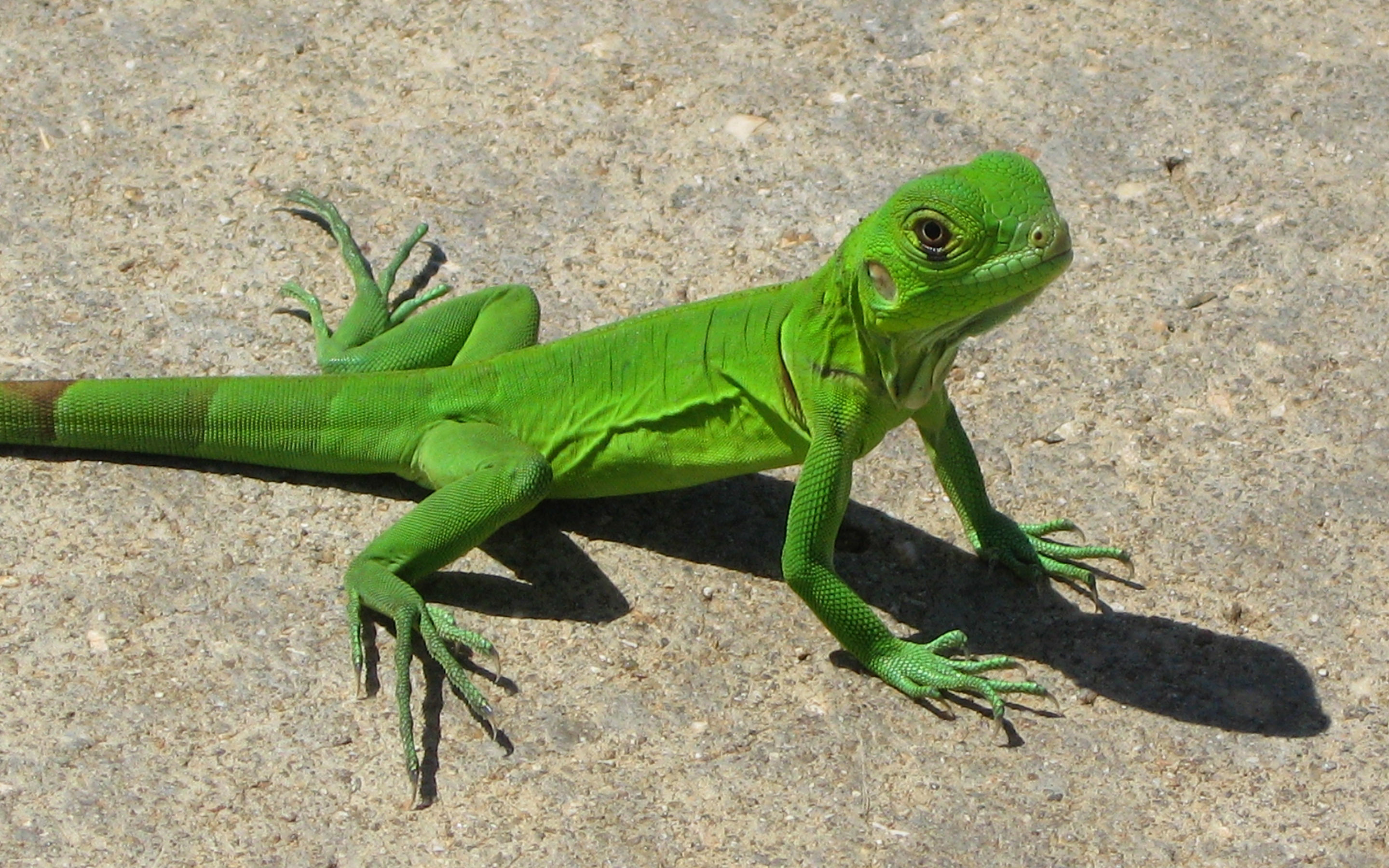 Green Lizard - HD Wallpaper 