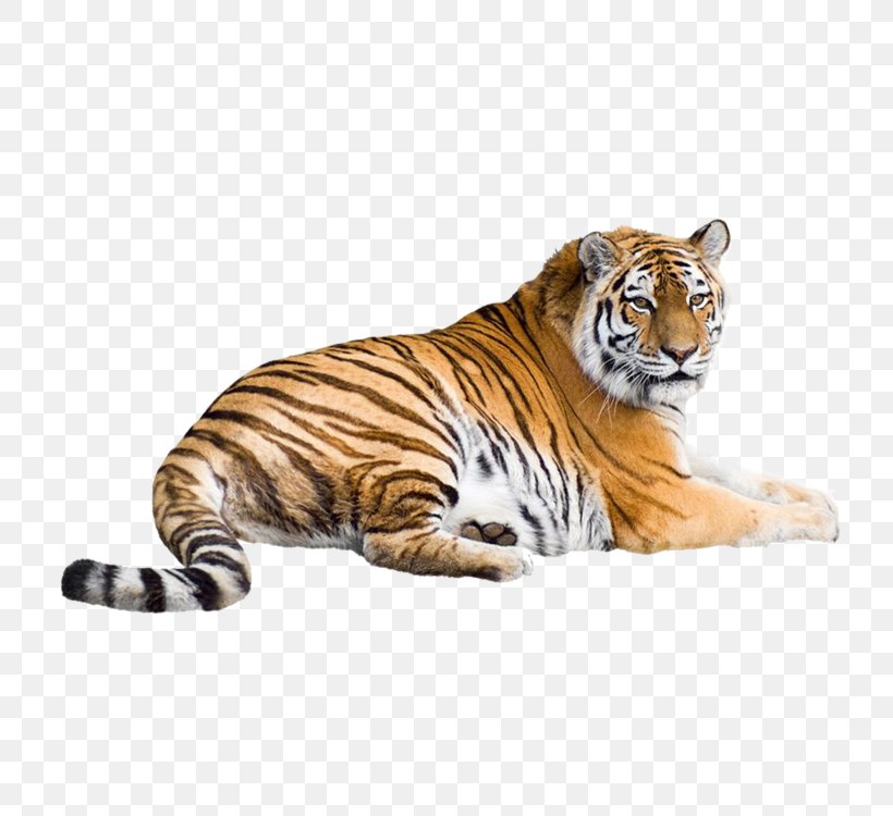 Siberian Tiger White Tiger Bengal Tiger Cat Wallpaper, - Tigre De Bengala Png - HD Wallpaper 