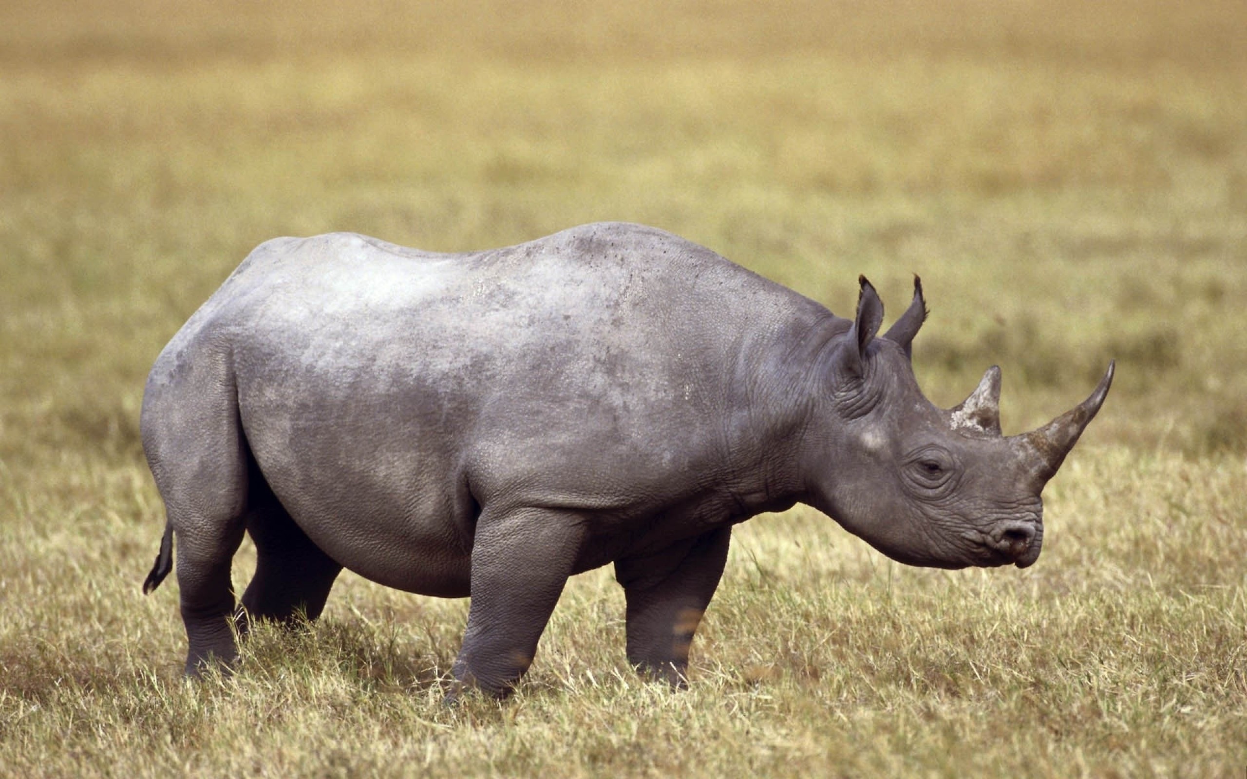 Rhino, Field, Horns - Animals D Àfrica Rinoceront - 2560x1600 Wallpaper -  