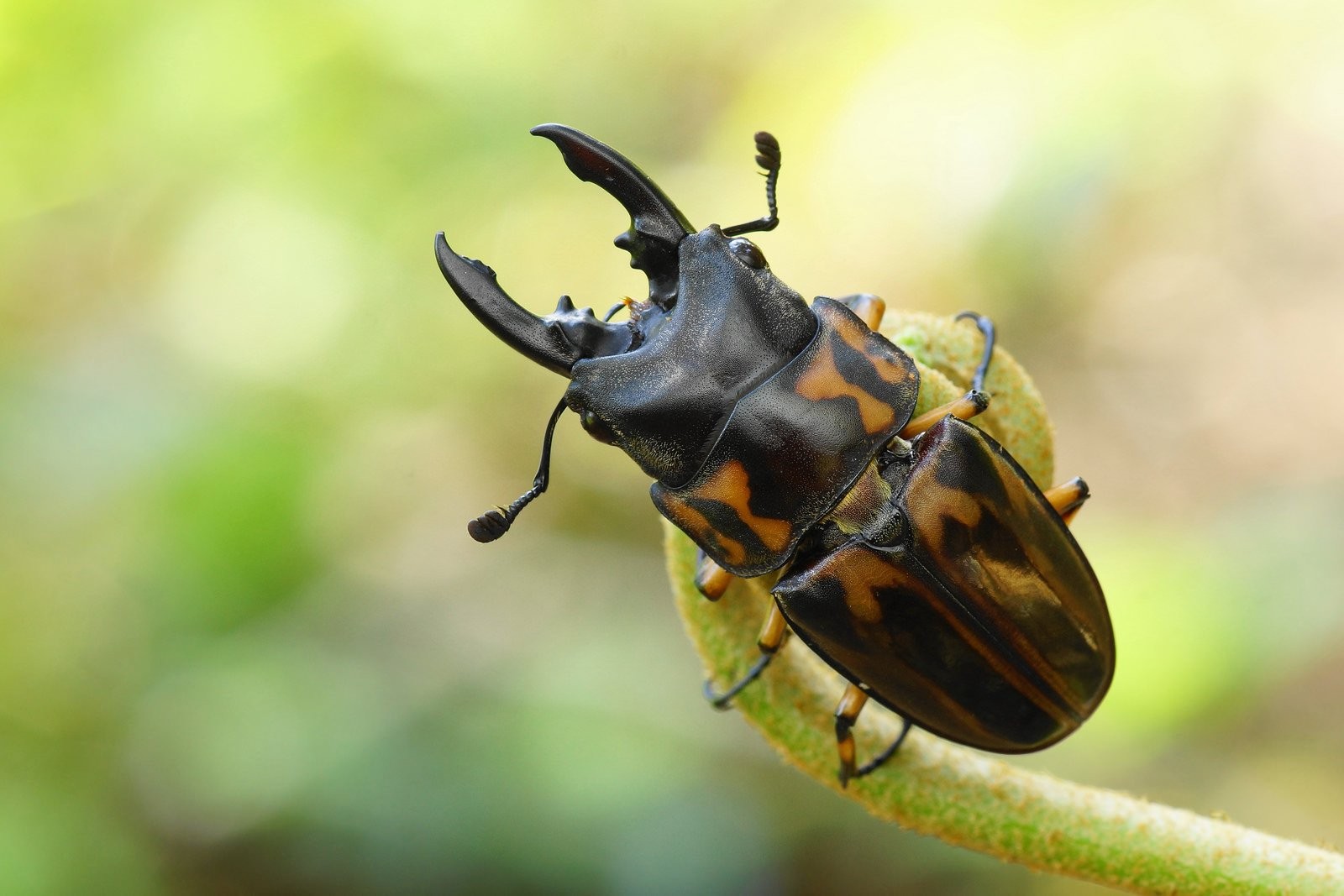 Japanese Rhinoceros Beetle - 1600x1067 Wallpaper - teahub.io