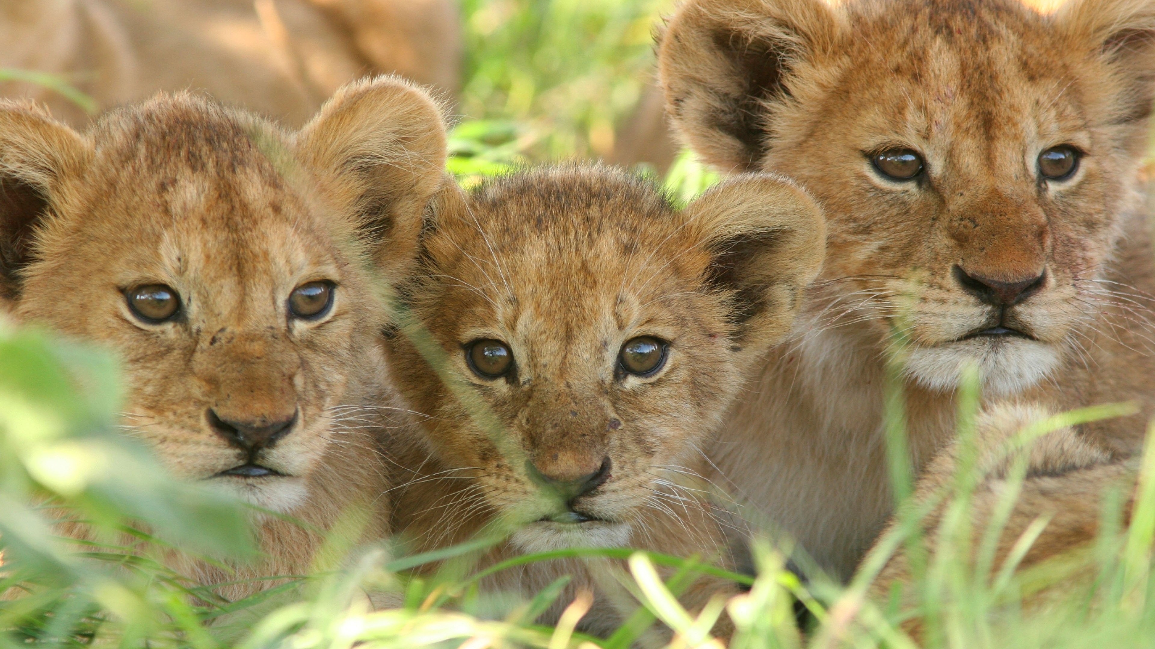 Lion Cub Baby Big Cat Wallpaper 
 Data Src Vertical - High Resolution Lion Cubs - HD Wallpaper 