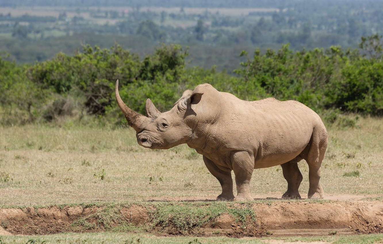 Photo Wallpaper Field, Nature, Profile, Rhino - Black Rhinoceros - HD Wallpaper 