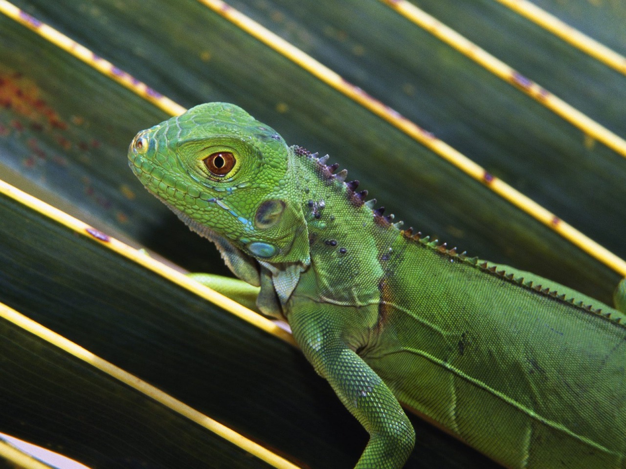 Baby Male Green Iguana - HD Wallpaper 