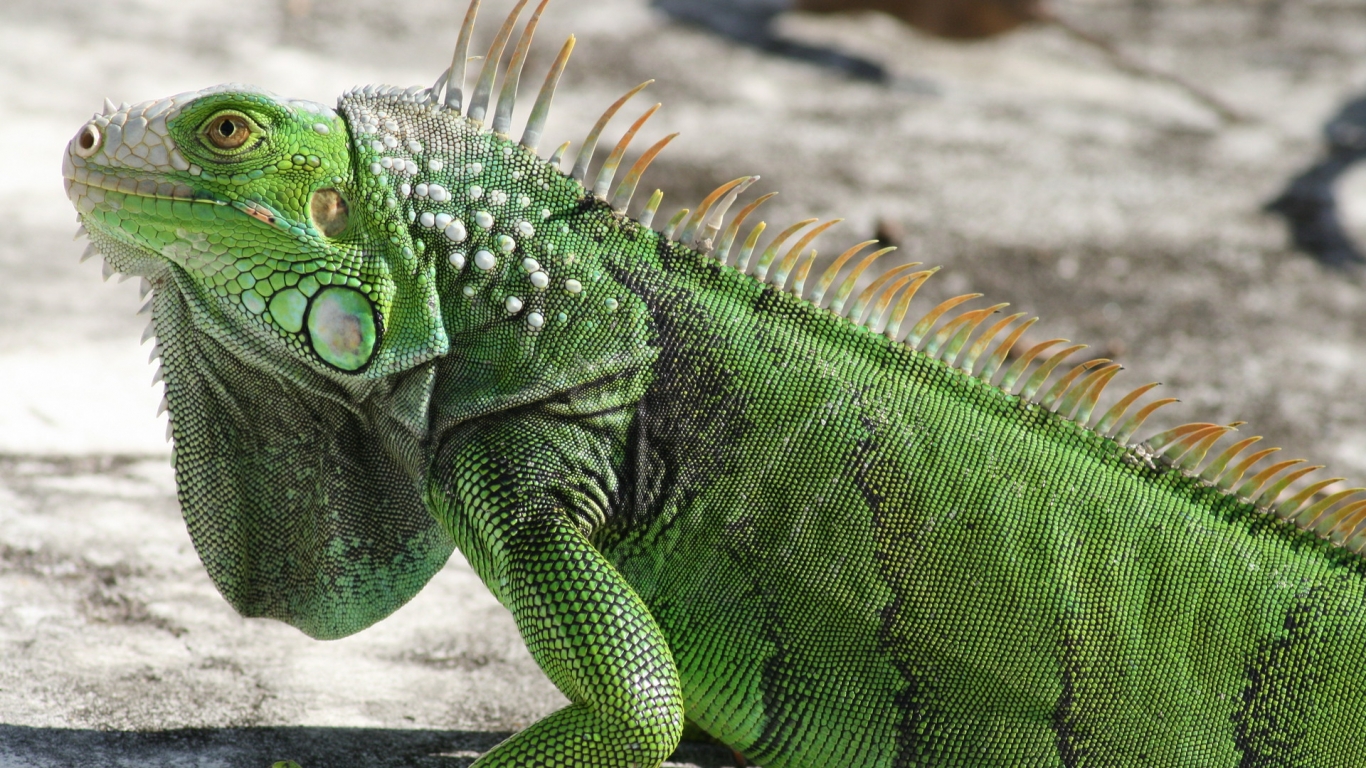 Green Iguana Wallpaper 1366 - HD Wallpaper 
