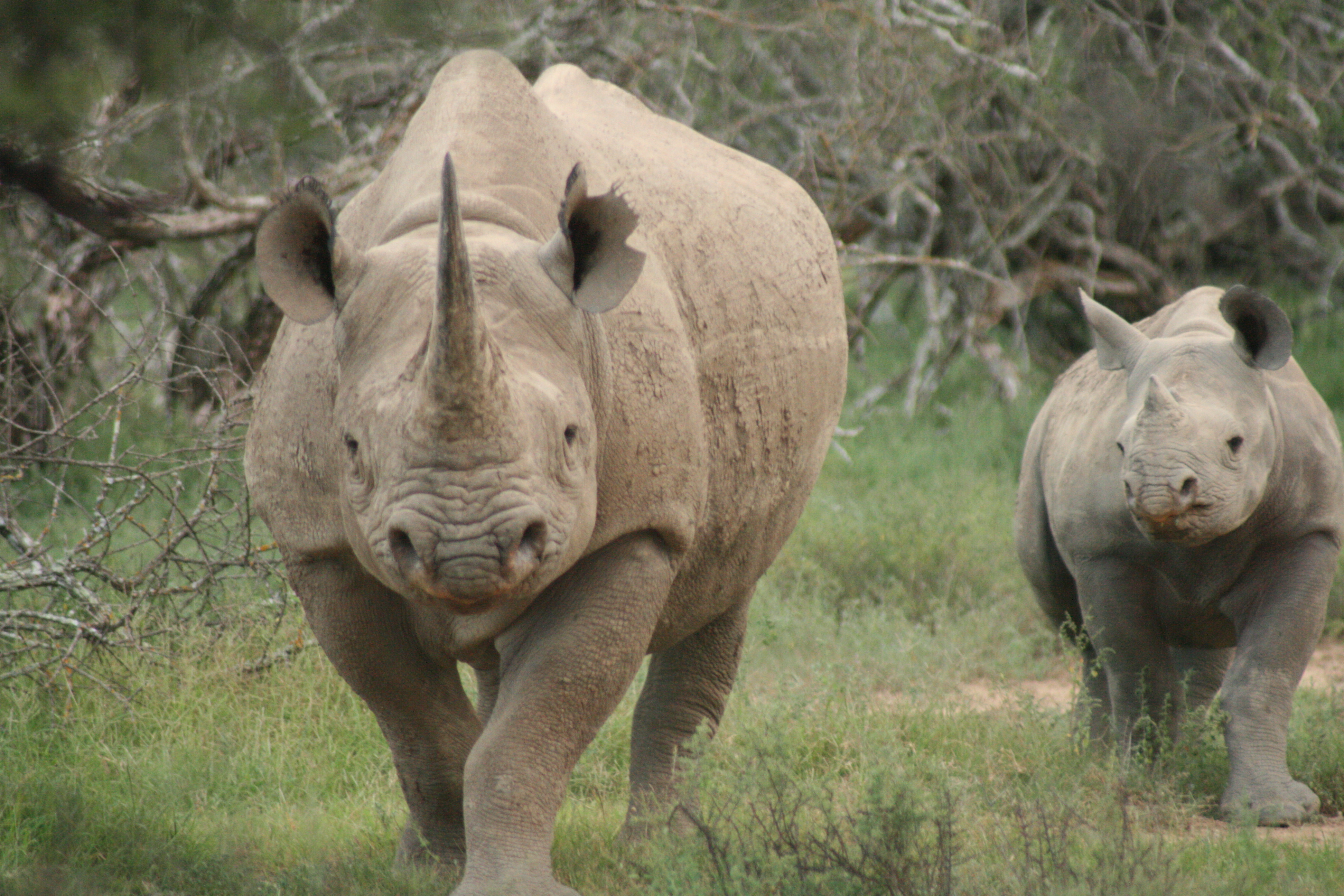 Rhino Hd Wallpapers, Desktop Wallpaper - White Rhino Face Front - HD Wallpaper 