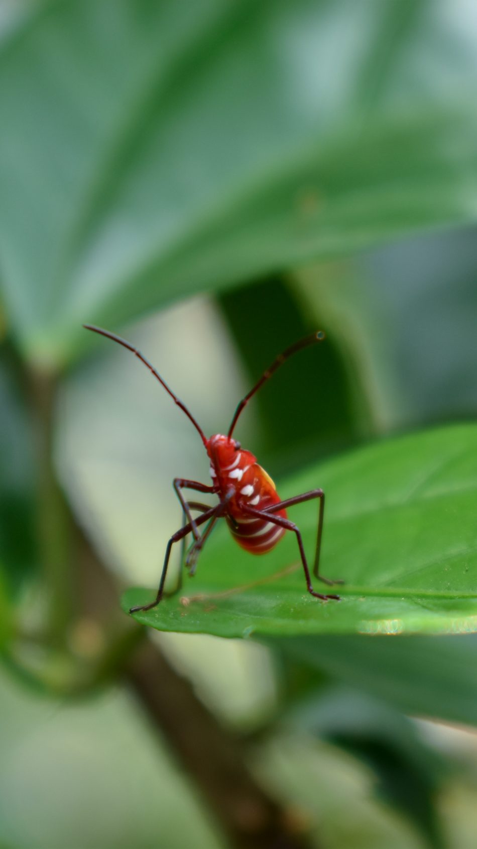 Bug Leaf Close Click 4k Ultra Hd Mobile Wallpaper - Mosquito - HD Wallpaper 