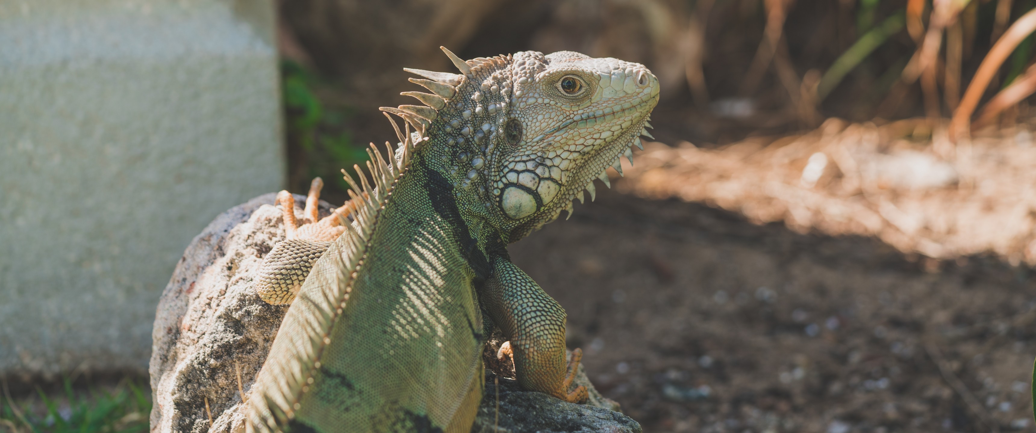 Iguana, Reptile - HD Wallpaper 