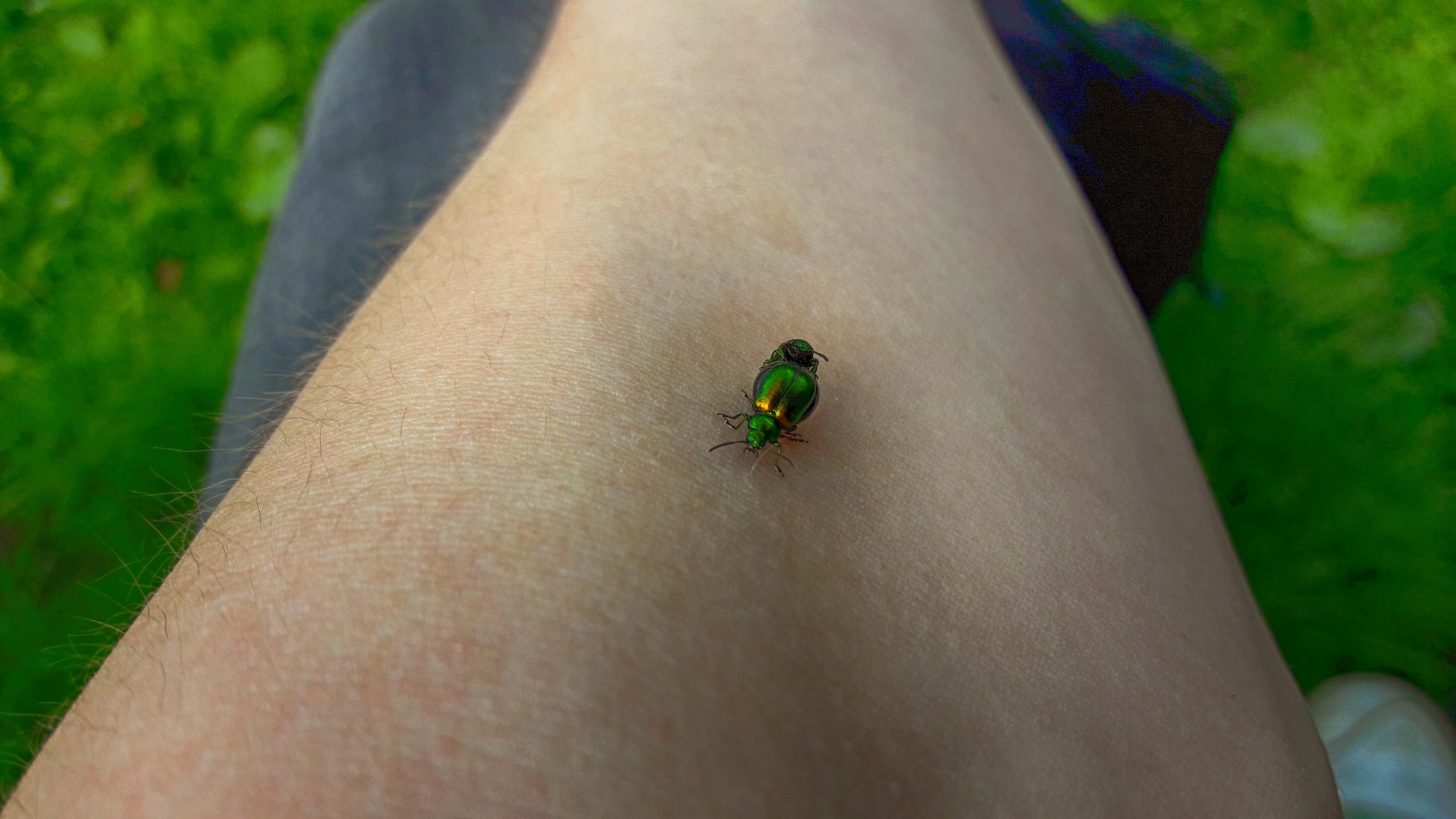 Leaf Bug - HD Wallpaper 