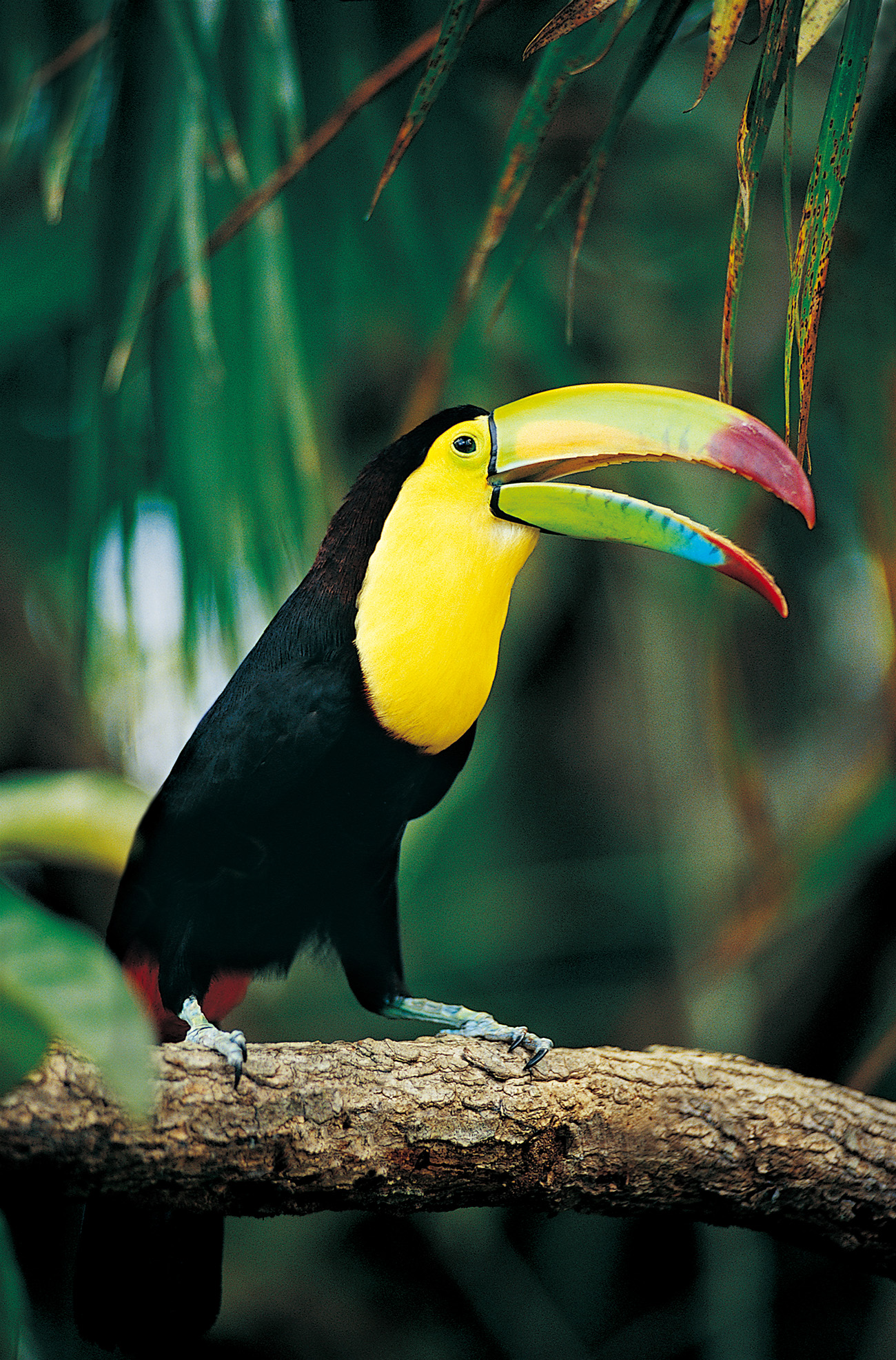 Toucan - HD Wallpaper 