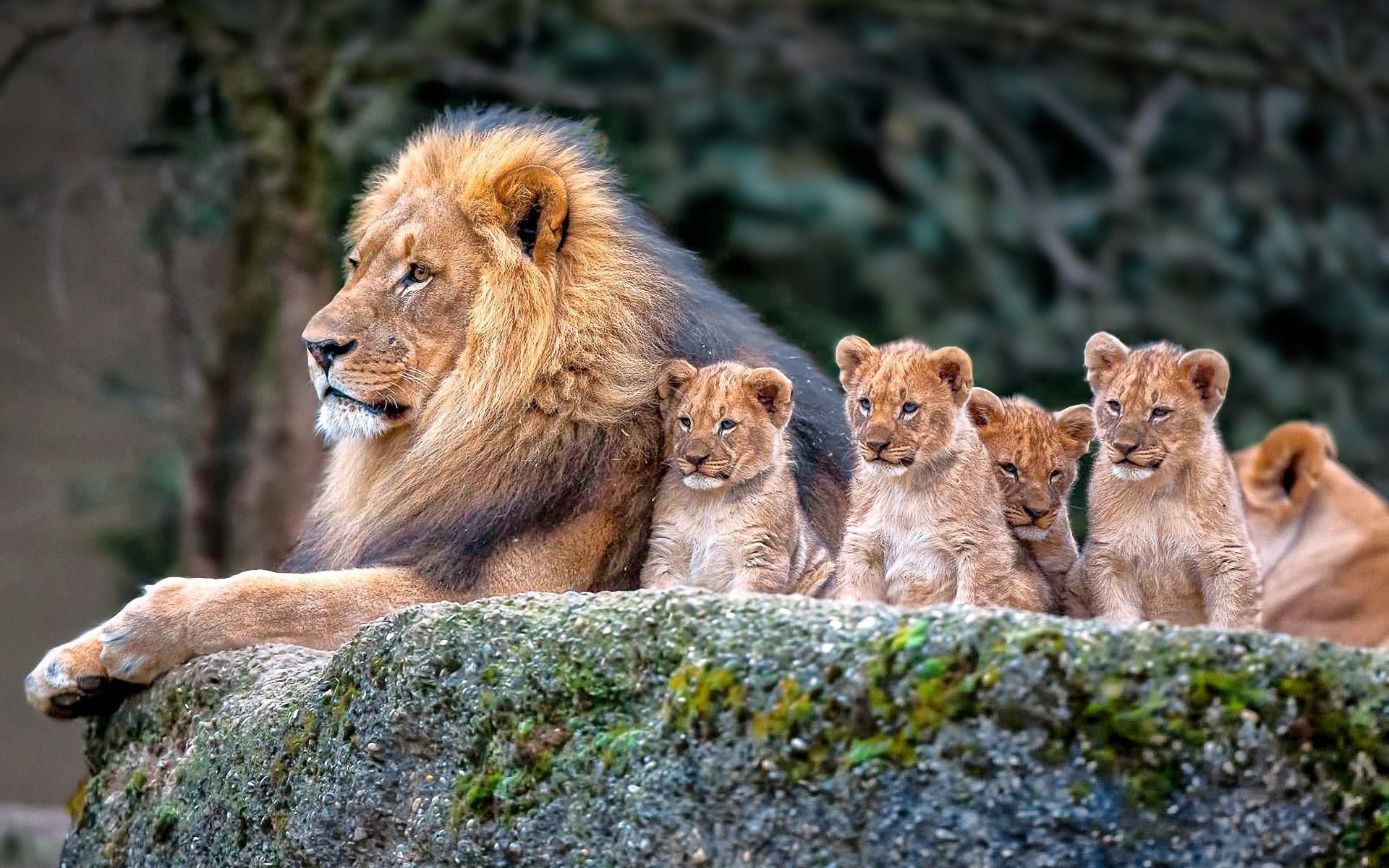 Big Cats Computer Wallpaper - Baby Lions - HD Wallpaper 