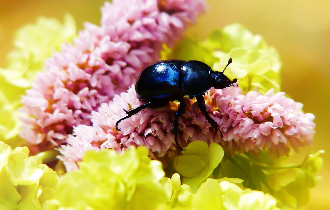 Photo Wallpaper Summer, Macro, Flowers, Blue, Background, - Leaf Beetle - HD Wallpaper 