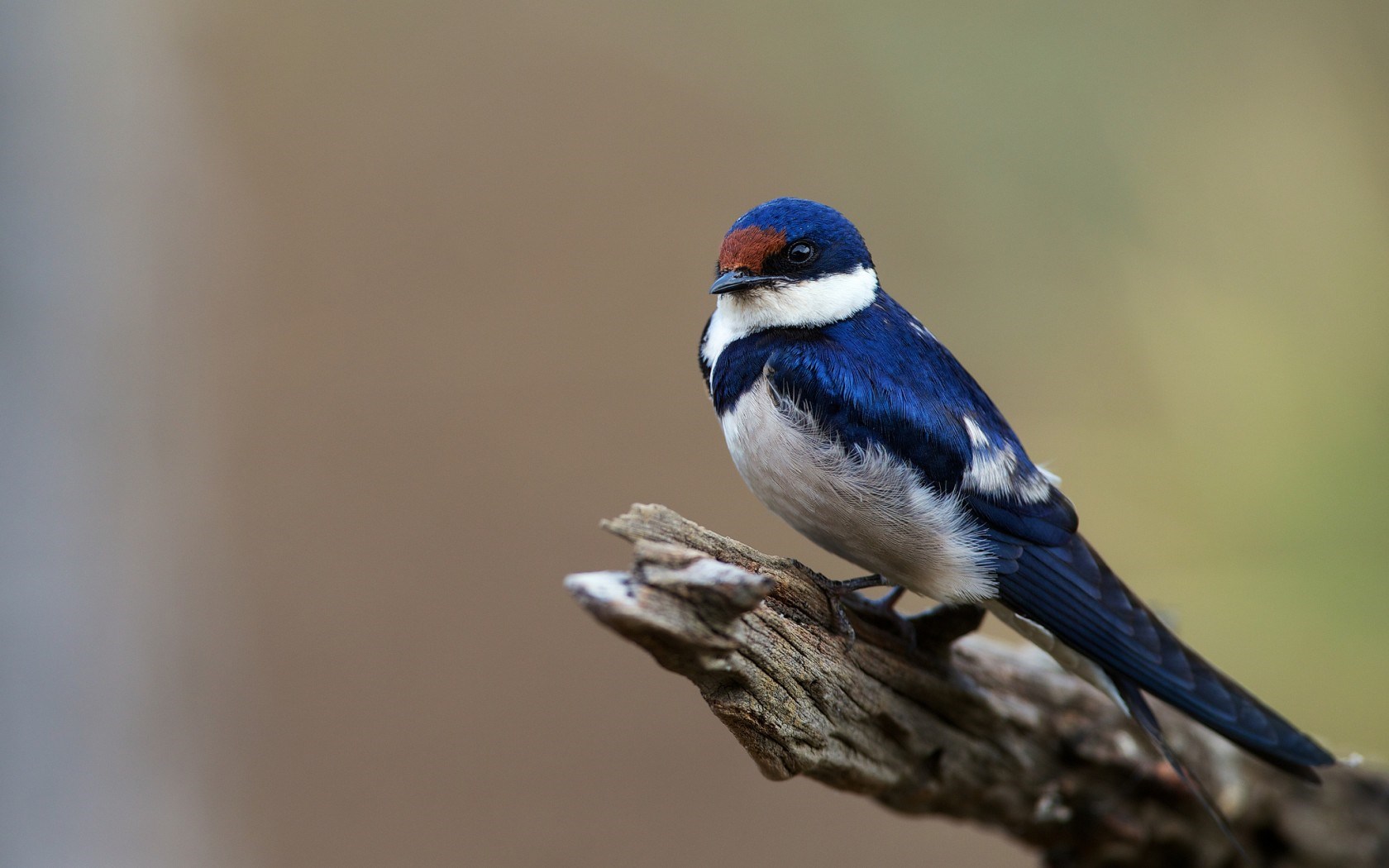 Majestic Bluebird - Beautiful Blue Bird - HD Wallpaper 