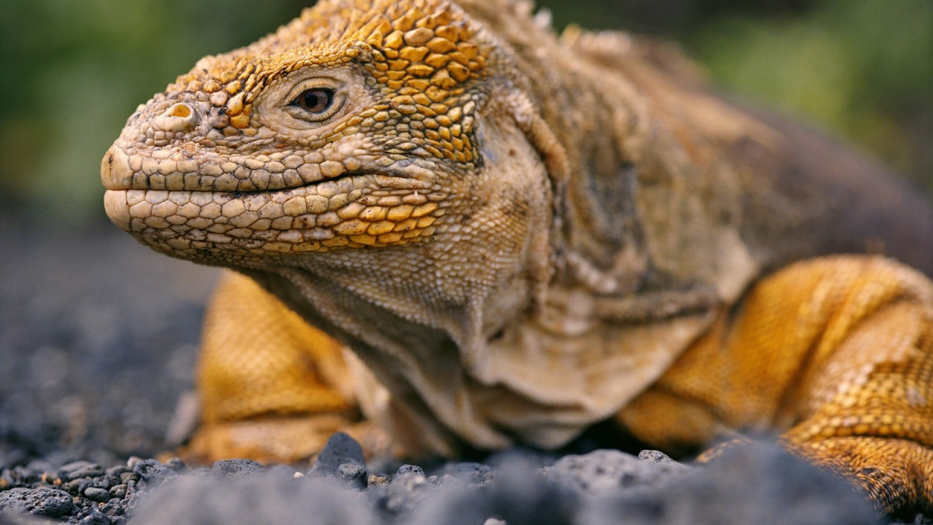 Iguana - HD Wallpaper 