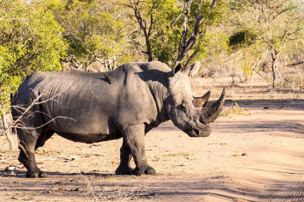 Best Rhino Wallpaper Id - Side Images Of Animals - HD Wallpaper 