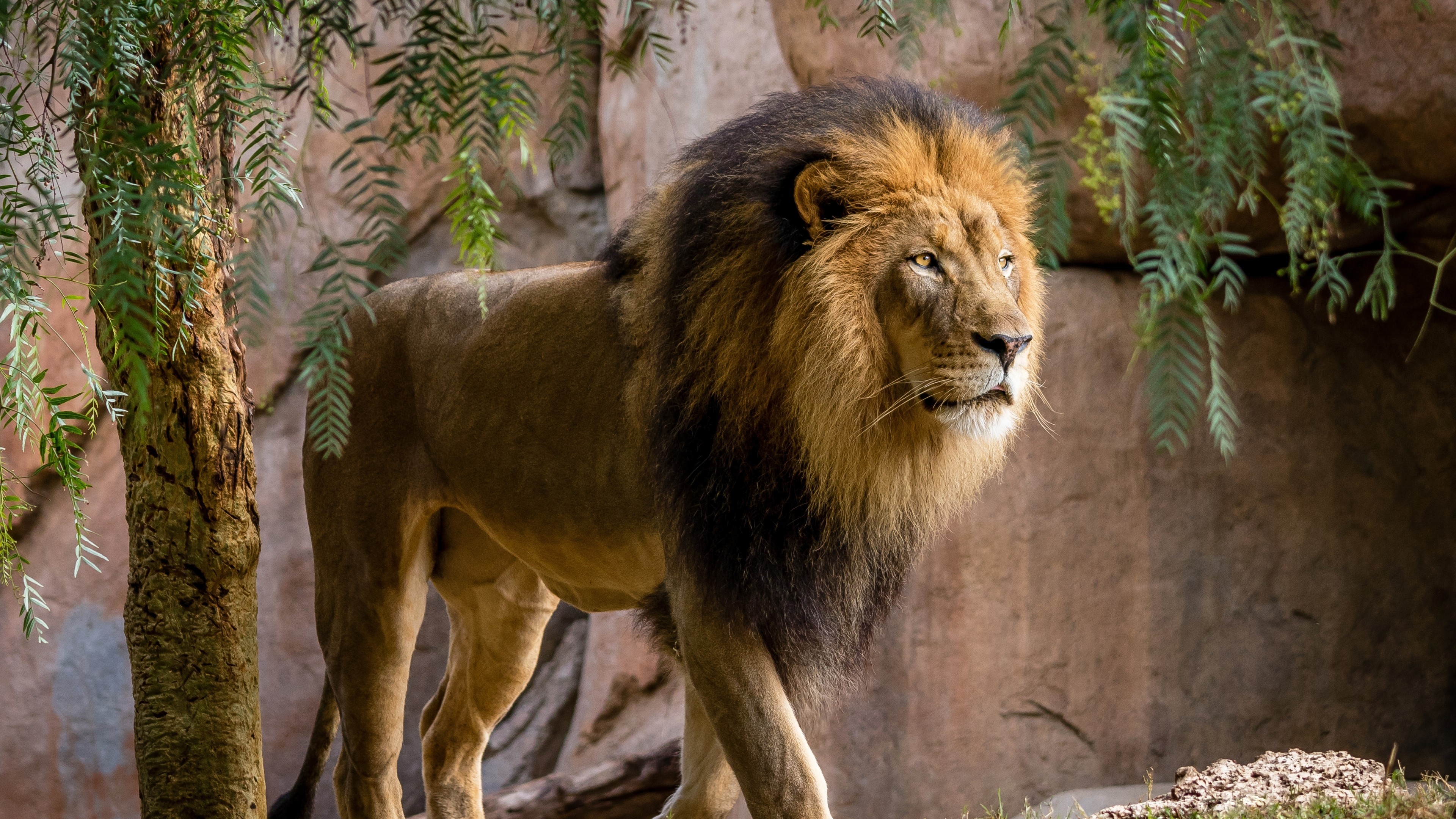 Lion, Walking, King, Wildlife, Big Cats - Big Male Lion Walking - HD Wallpaper 