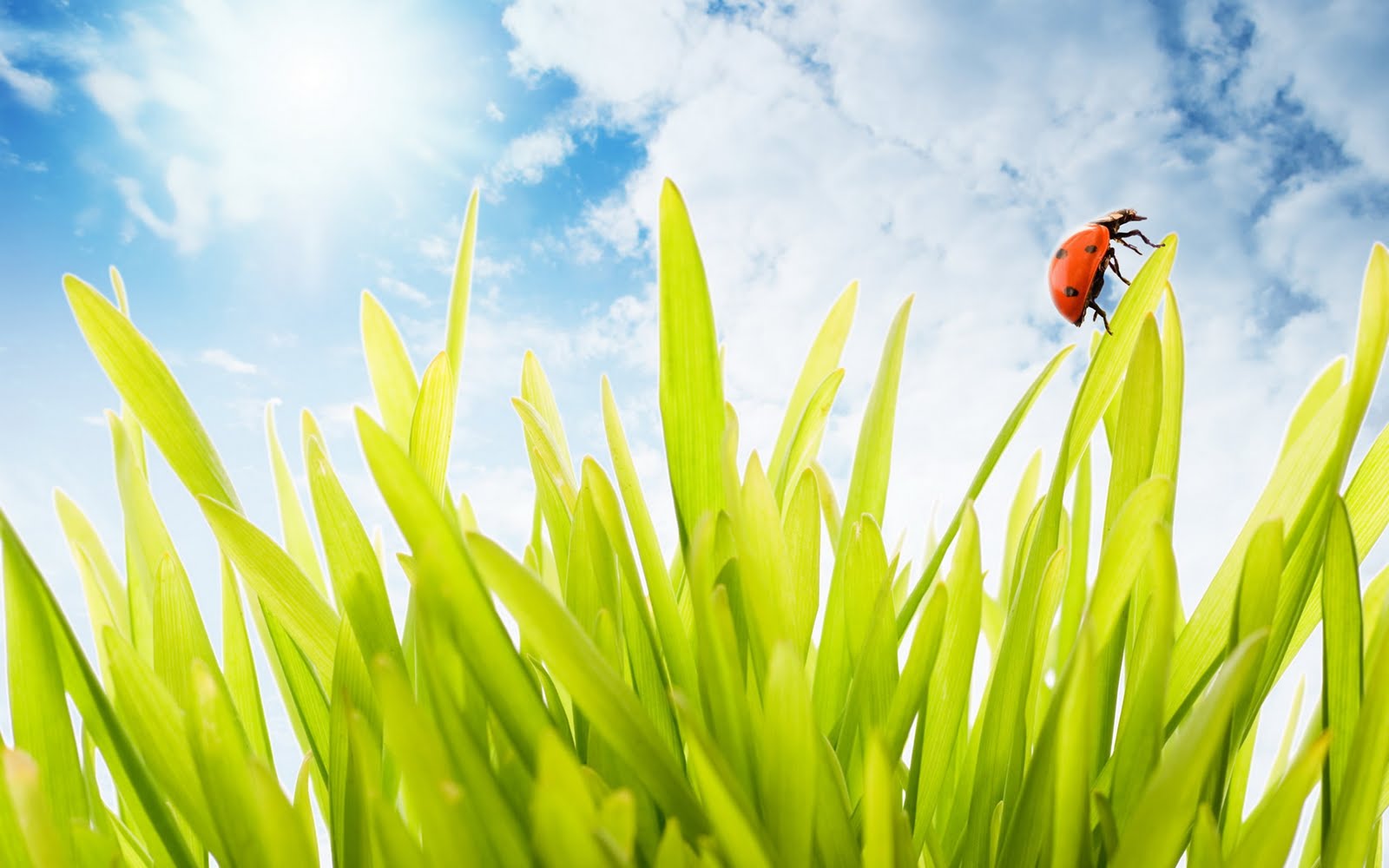 Spring Sunny Day - HD Wallpaper 