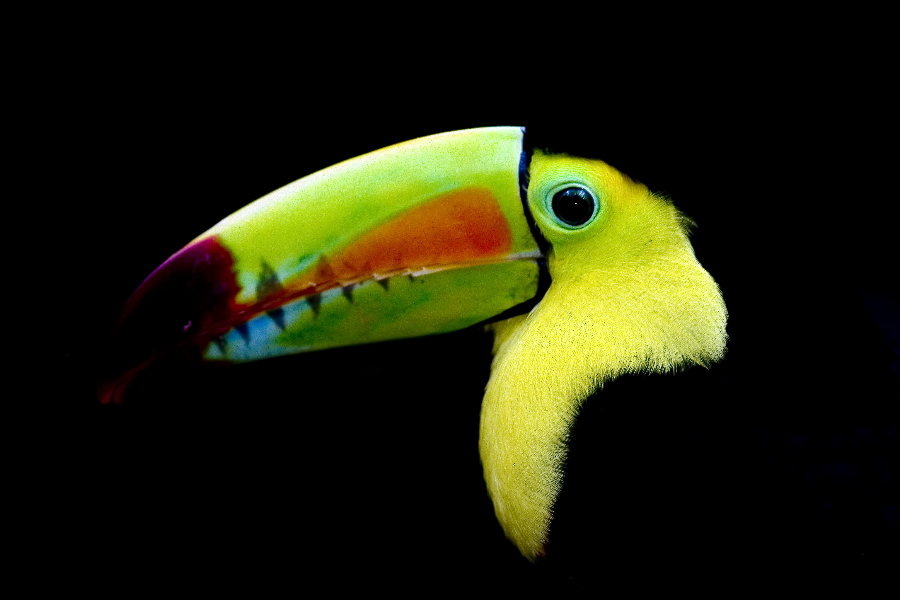 Toucan Black Background - HD Wallpaper 