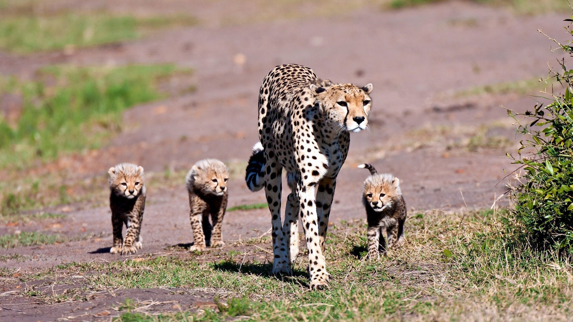 Big Cat High Definition Wallpaper - Cheetah - HD Wallpaper 