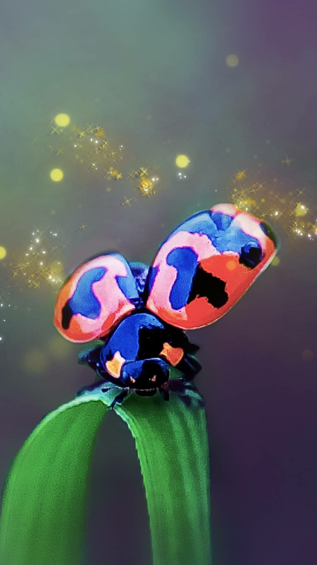 Ladybug - HD Wallpaper 