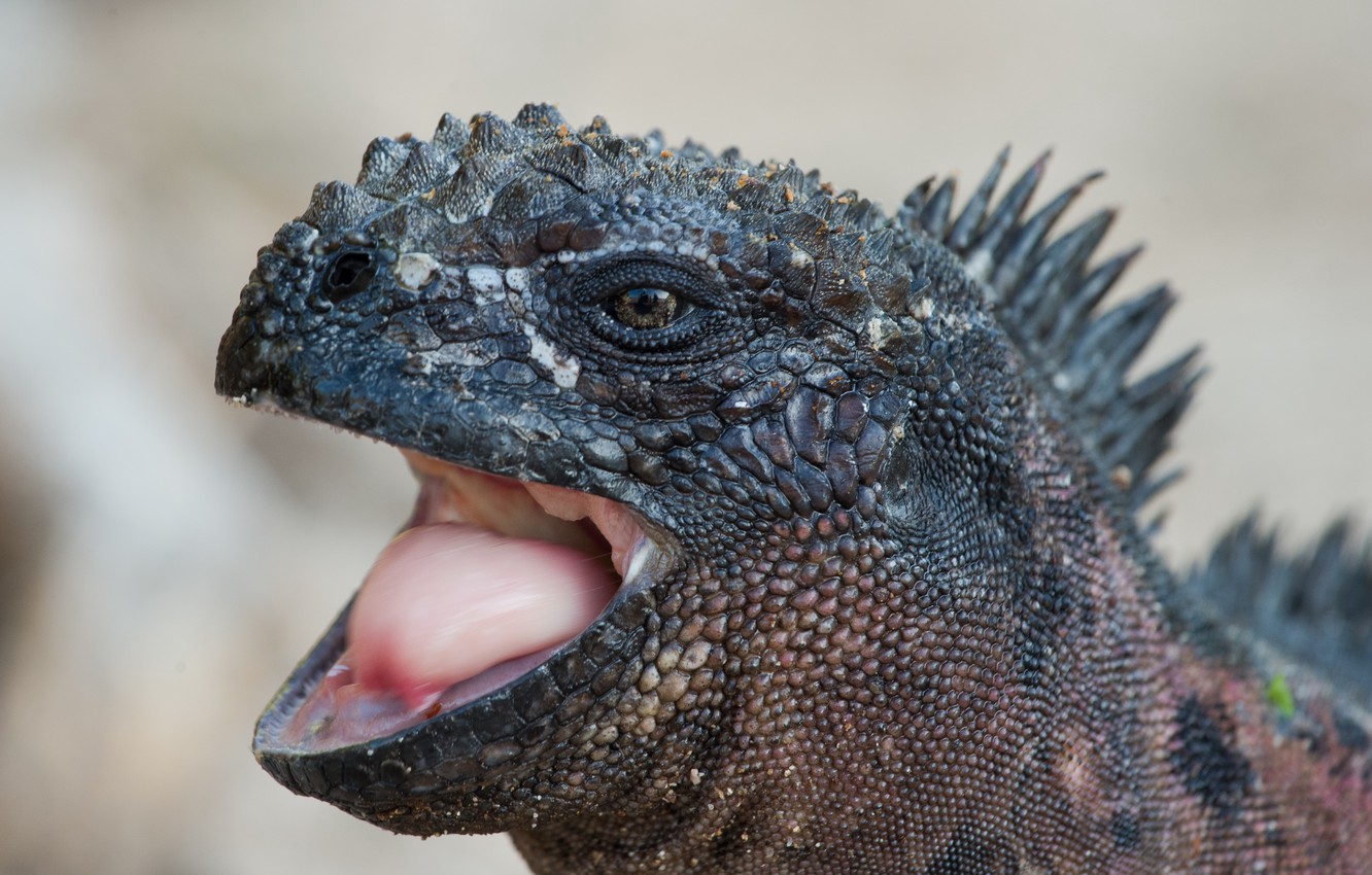 Photo Wallpaper Nature, Dragon, Amblyrhynchus Cristatus, - Green Iguana - HD Wallpaper 