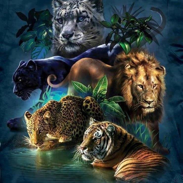 All Big Cats In One 741x744 Wallpaper Teahub Io - Big Cat Wallpaper For Phone