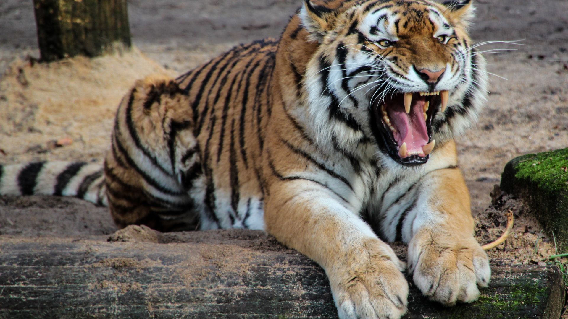 Animal Big Cat Roar - Tiger Sitting Roaring - HD Wallpaper 