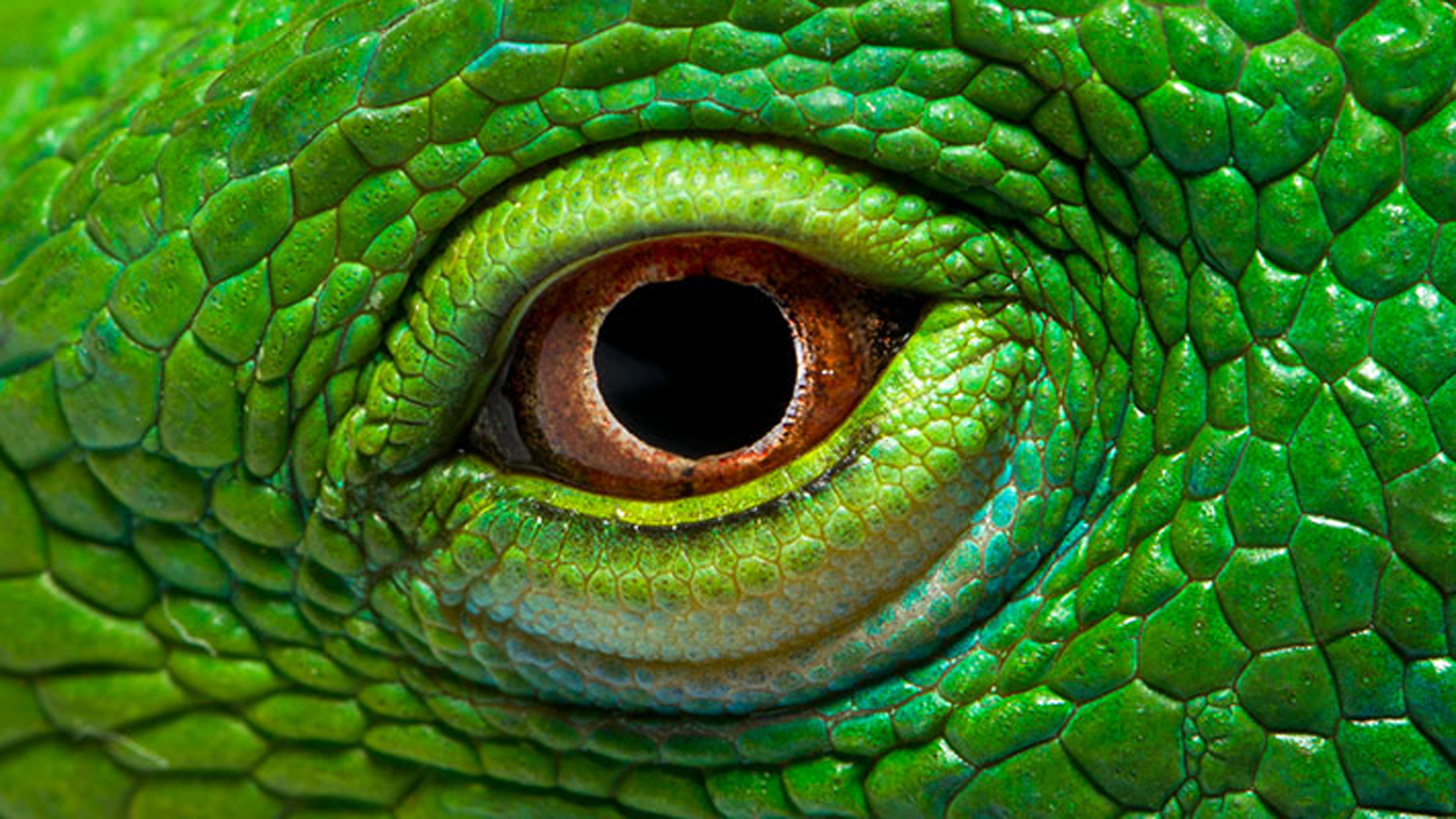Green Iguana Eye - HD Wallpaper 