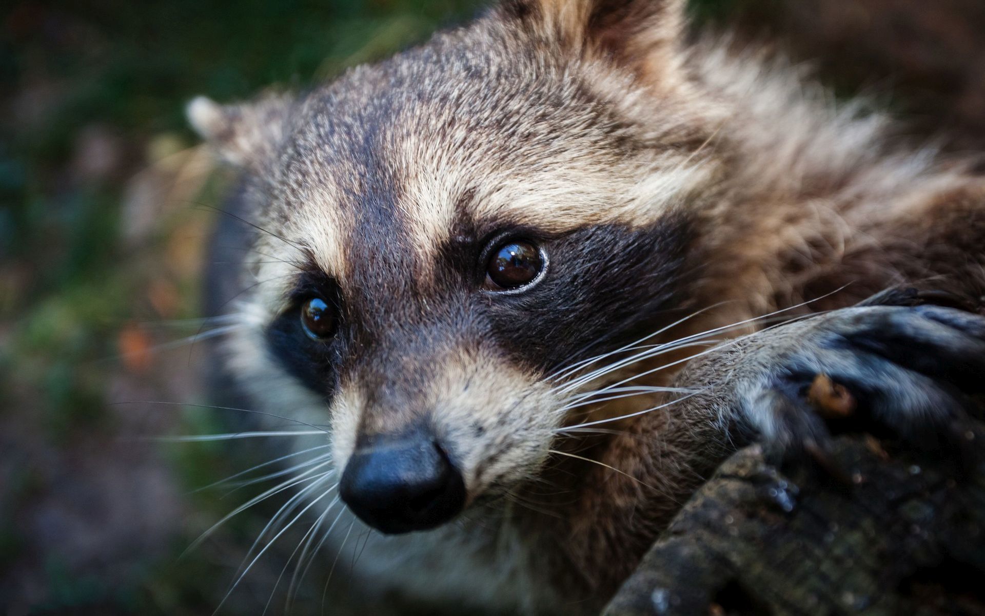 Backgrounds Raccoon Hd - HD Wallpaper 