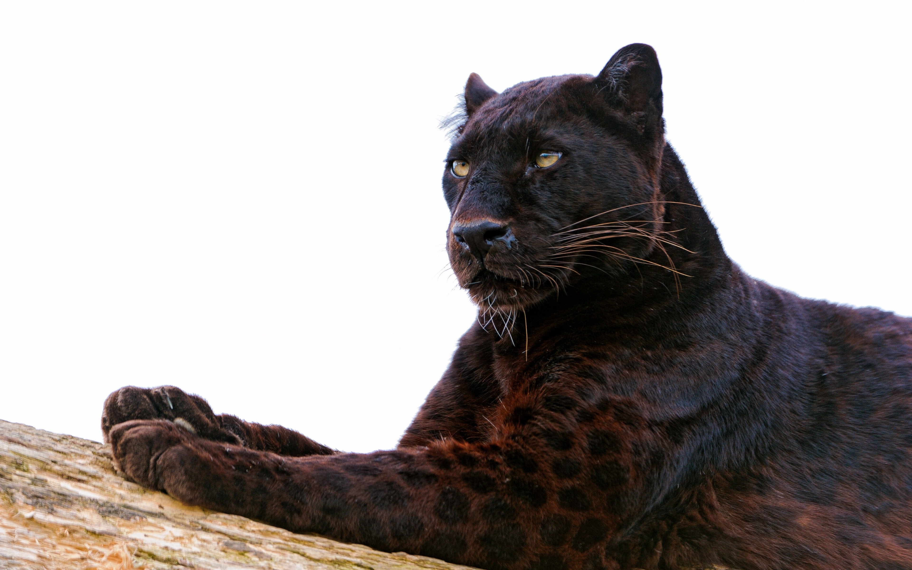 Wallpaper Panther, Paw, Lie Down, Predator, Big Cat - Leopard Black Panther Animal - HD Wallpaper 