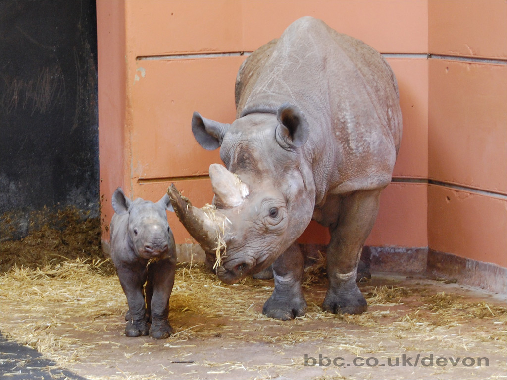 Black Rhinoceros - HD Wallpaper 