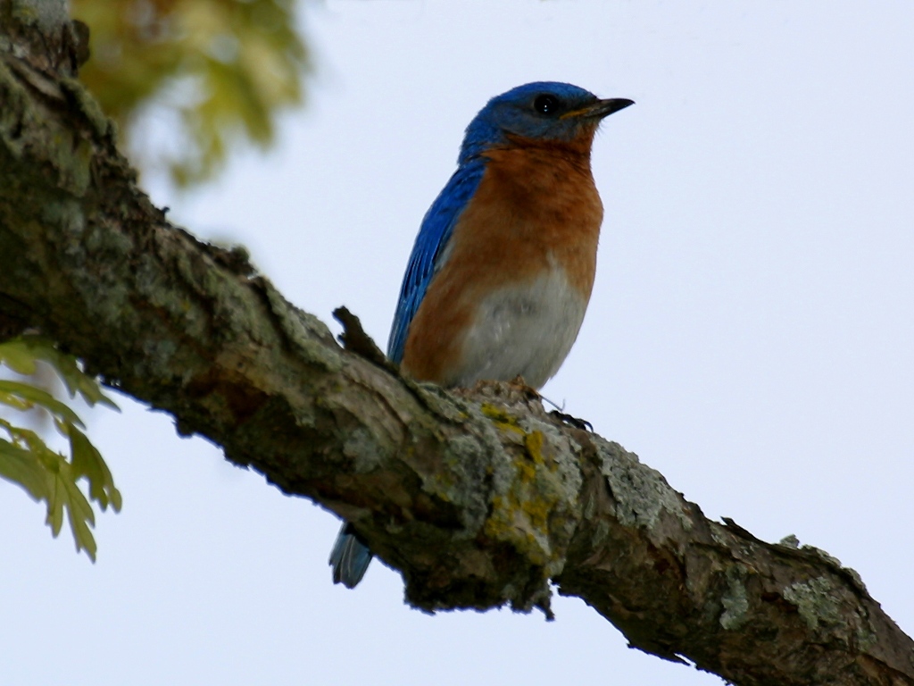 Bluebird - HD Wallpaper 