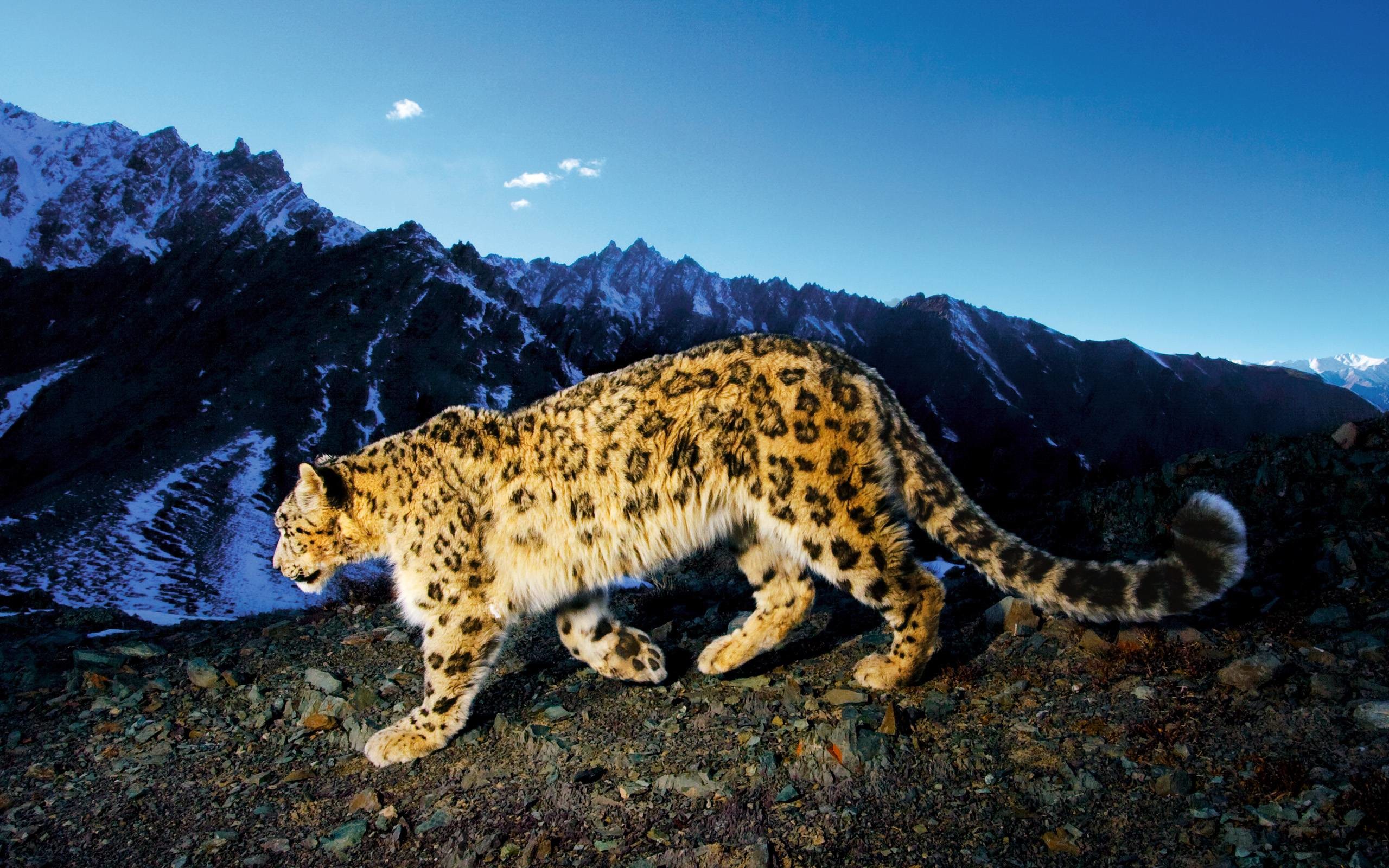 Jaguar Big Cat Wallpapers High Definition Very Beautiful - Snow Leopard Mac Background - HD Wallpaper 
