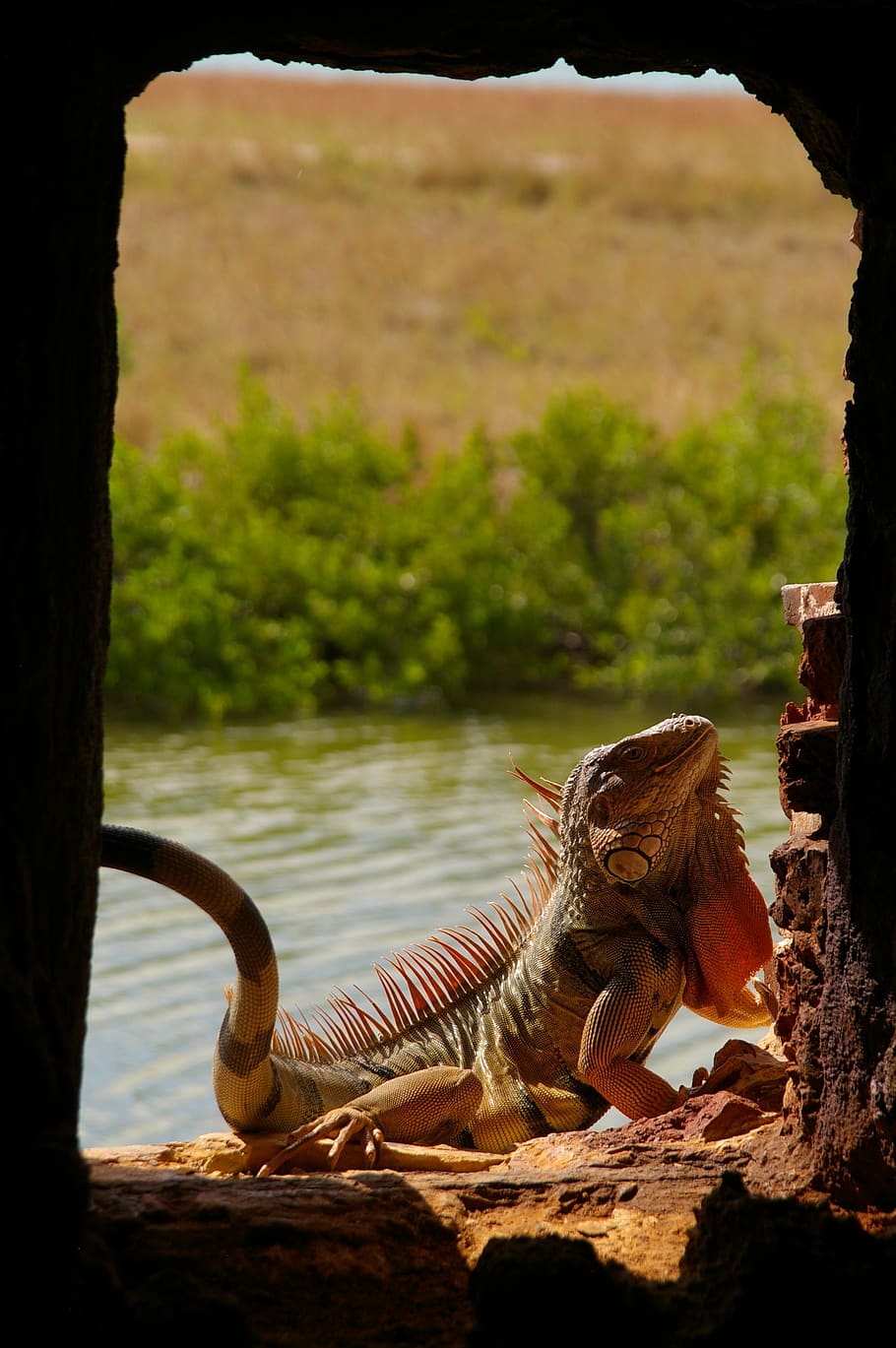 Lizard, Animal World, Nature, Reptile, Reptiles, Exotic, - Bengal Tiger - HD Wallpaper 