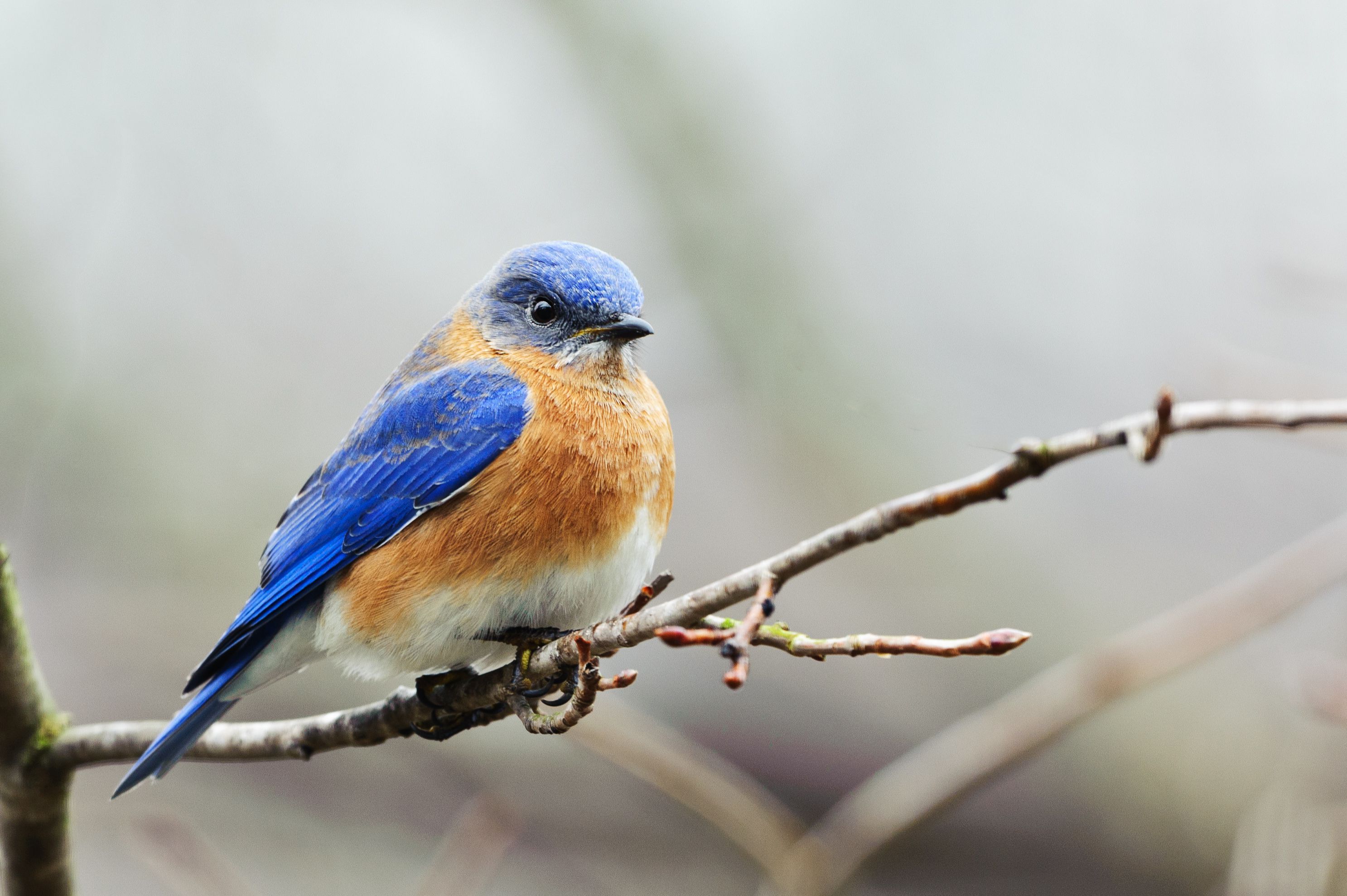 Blue Bird On Branch - HD Wallpaper 