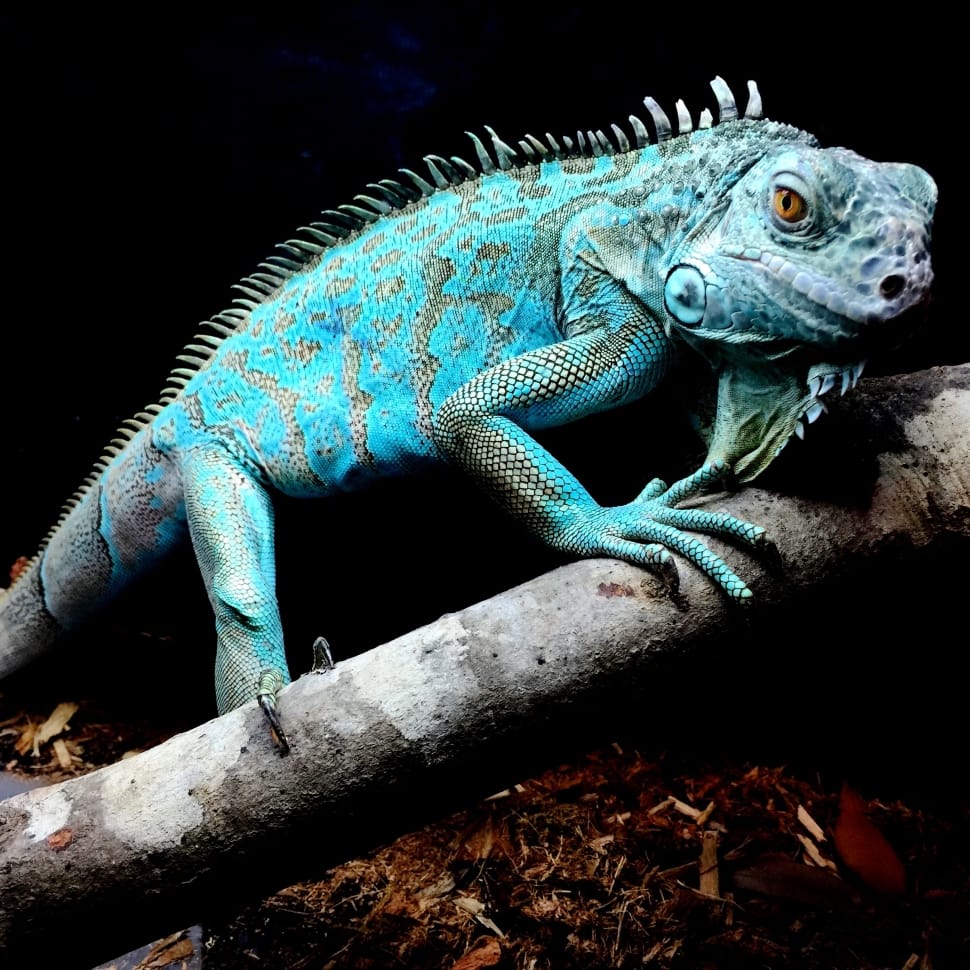 Blue Iguana Preview - Iguana Blue Tree - HD Wallpaper 