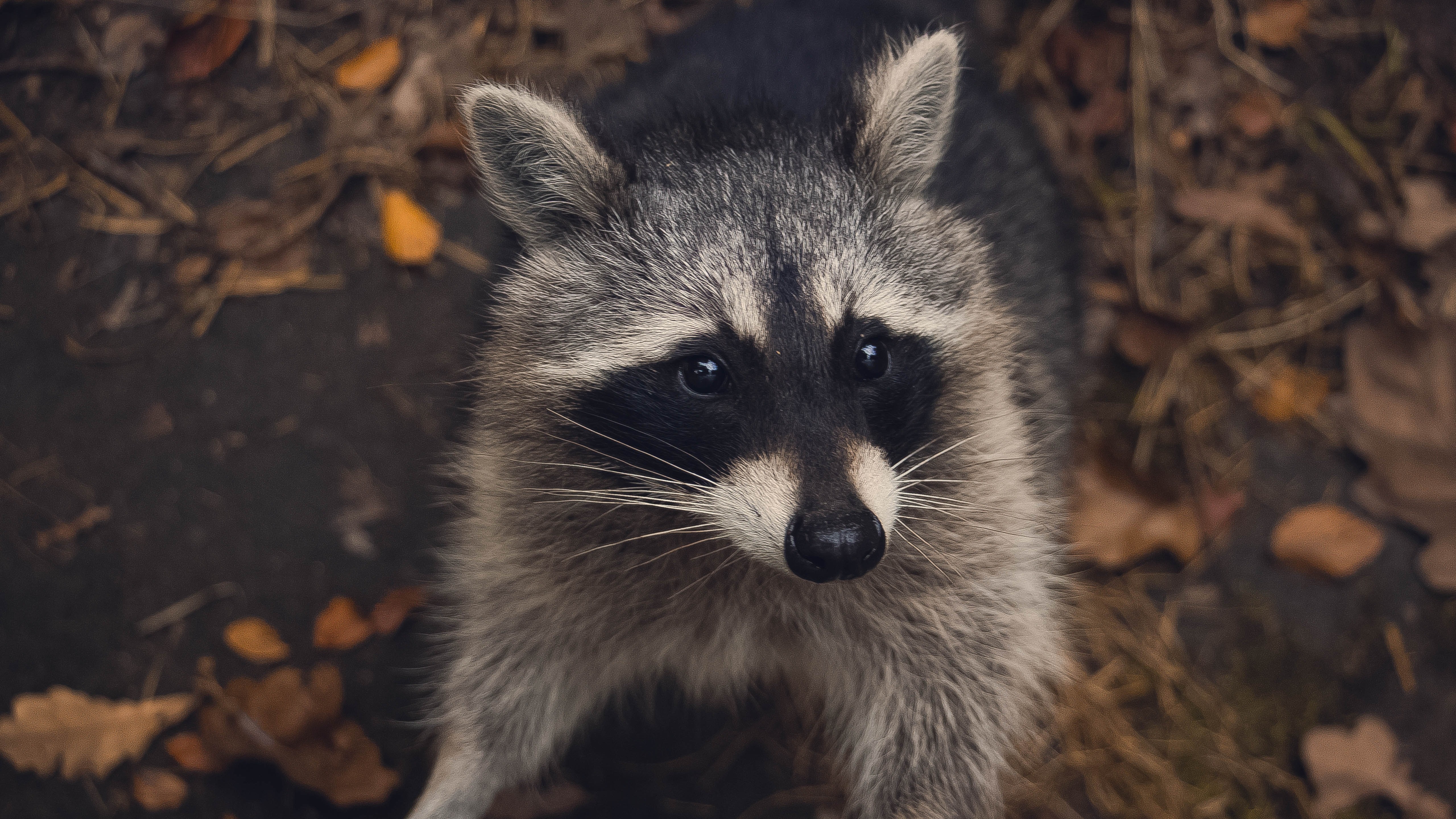 Raccoon 5k Wallpaper - Racoon Animal - HD Wallpaper 