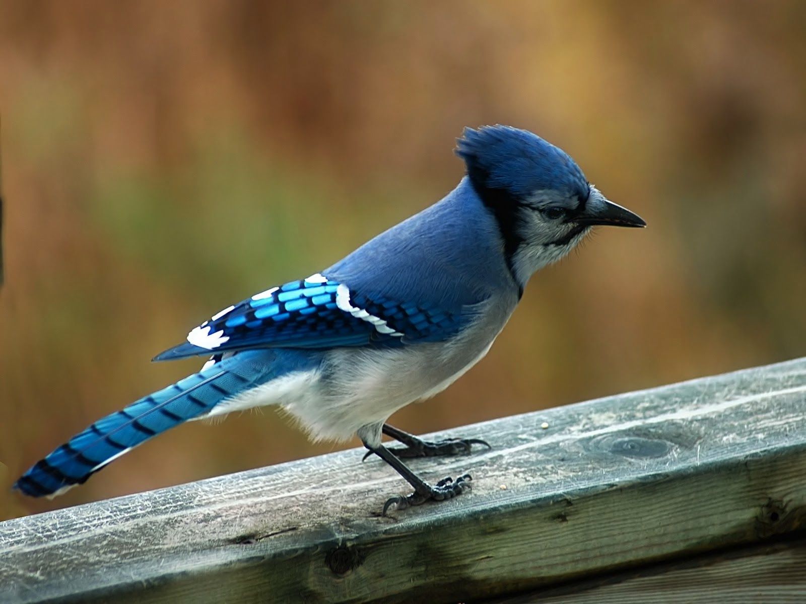 Blue Jay Bird - HD Wallpaper 