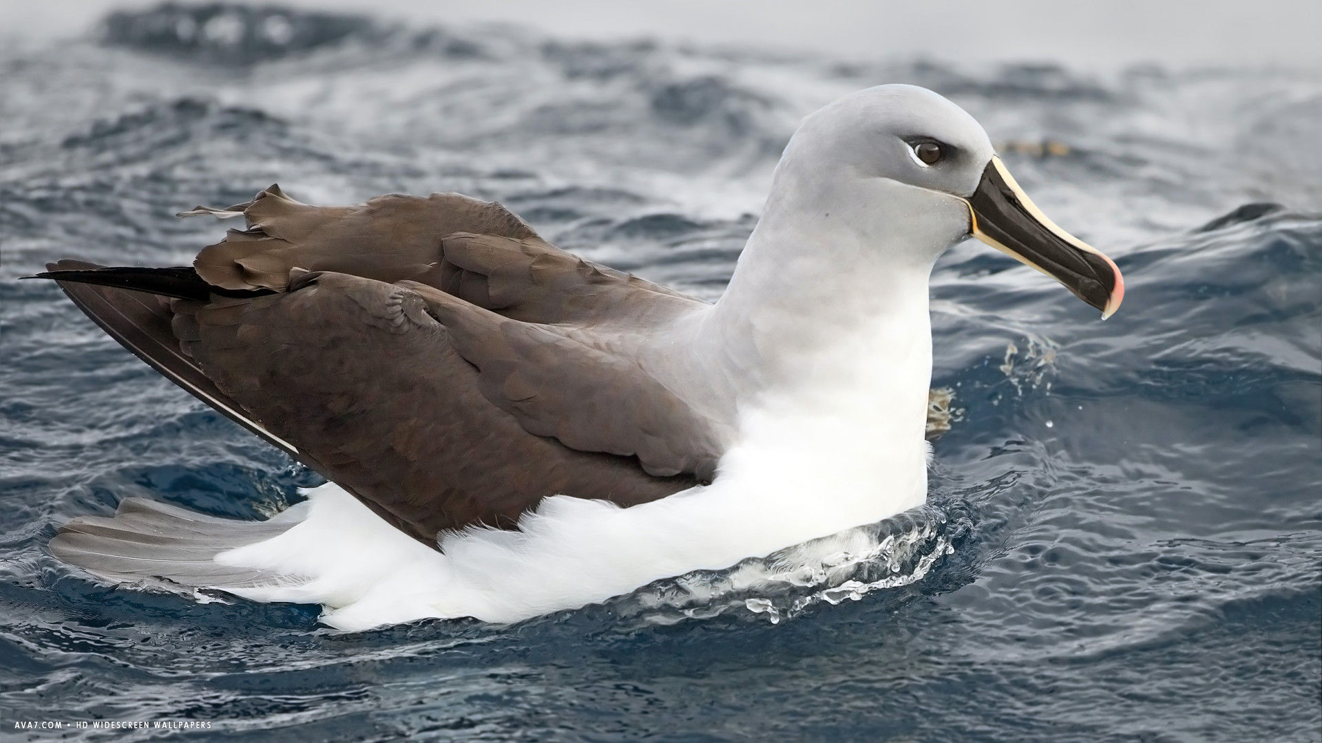Albatross Grey Headed Thalassarche Chrysostoma Bird - Grey Headed Albatross - HD Wallpaper 