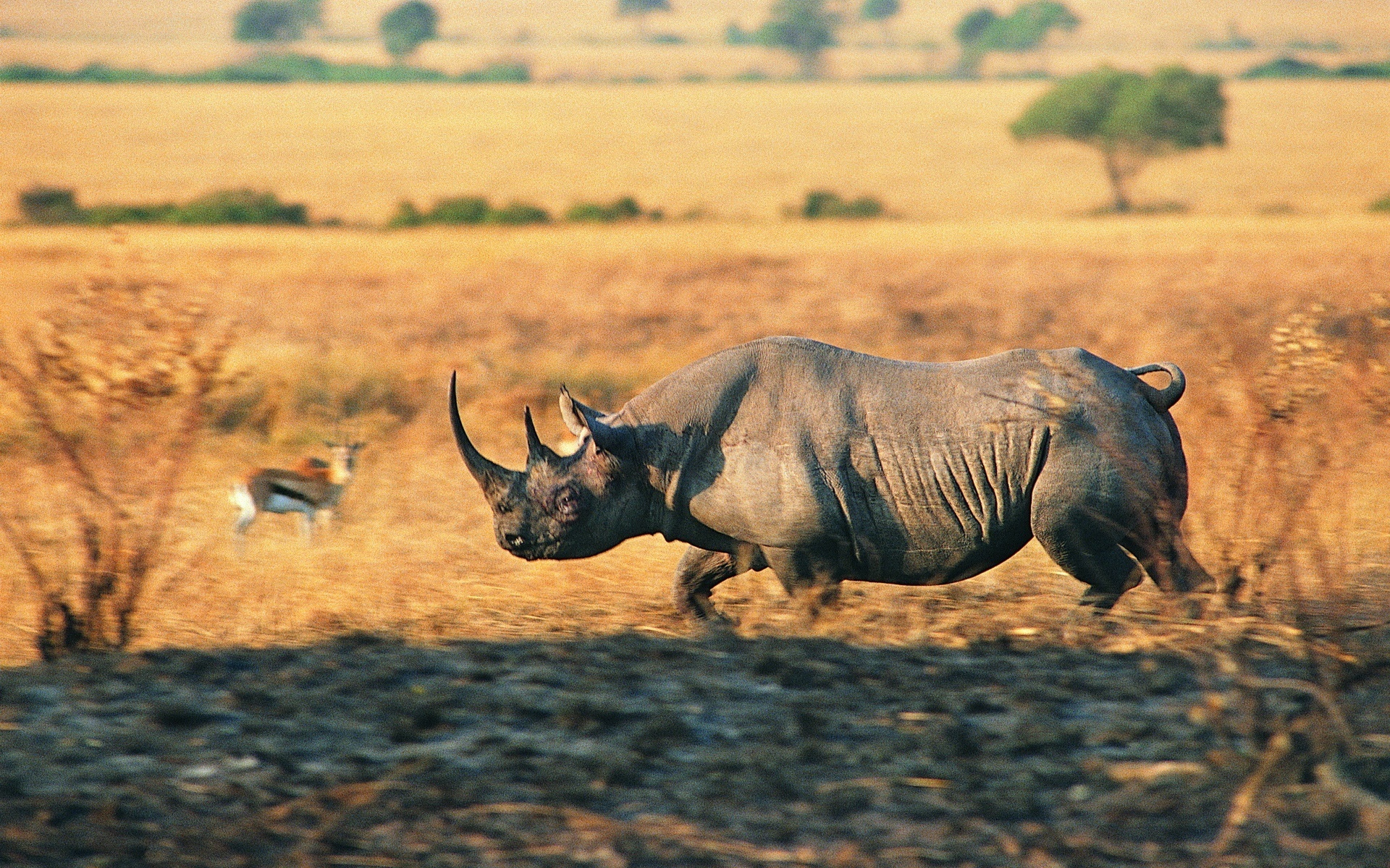 Black Rhino Gif Charging Rhinos - HD Wallpaper 