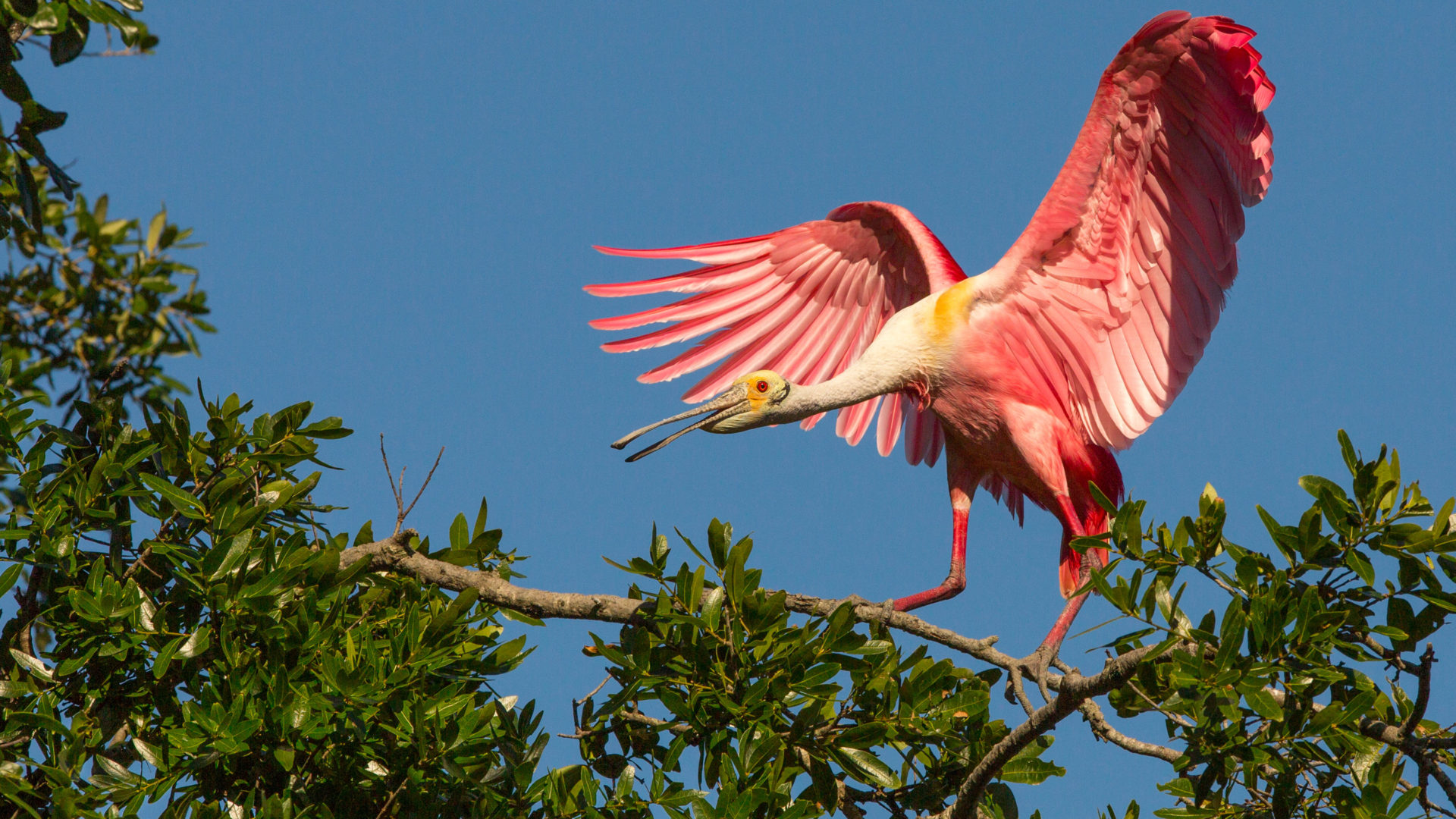 Exotic Birds In Flight - HD Wallpaper 