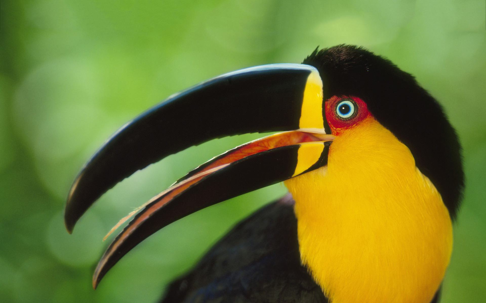 Colored Toucan Hd - HD Wallpaper 