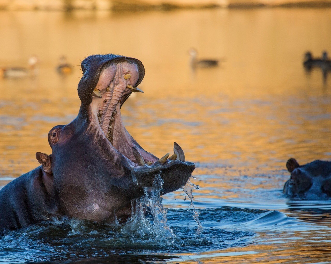 Hippopotamus - HD Wallpaper 