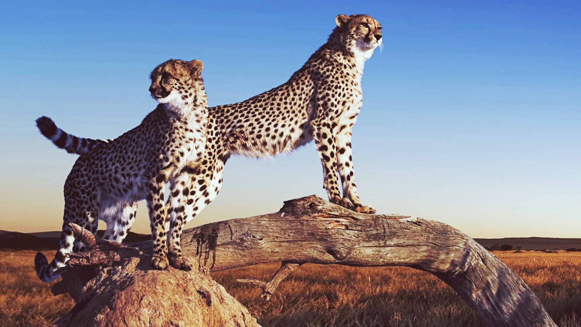 Big Cat Desktop Wallpaper - Safari Facebook Cover - 1920x1080 Wallpaper - Big Cat Desktop Wallpaper - Safari Facebook Cover - 1920x1080 Wallpaper -