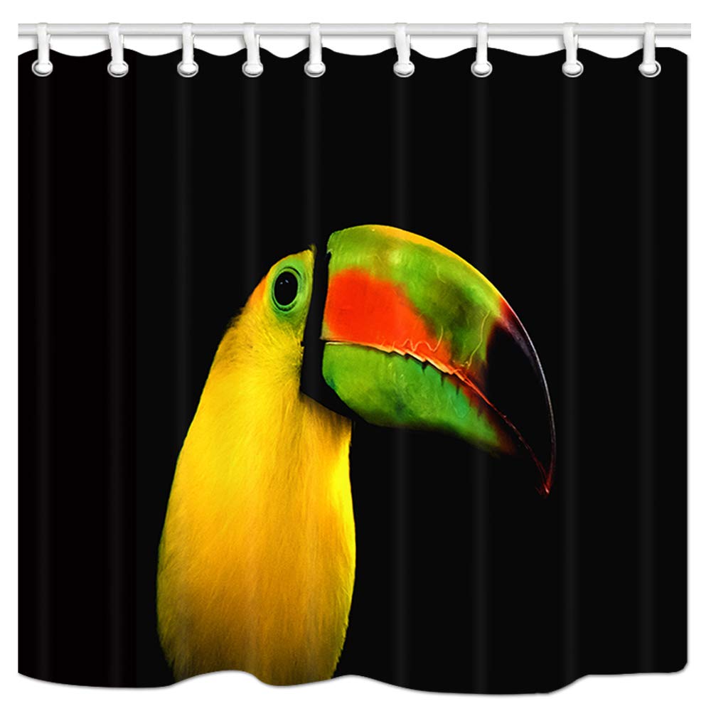 Toucan - HD Wallpaper 