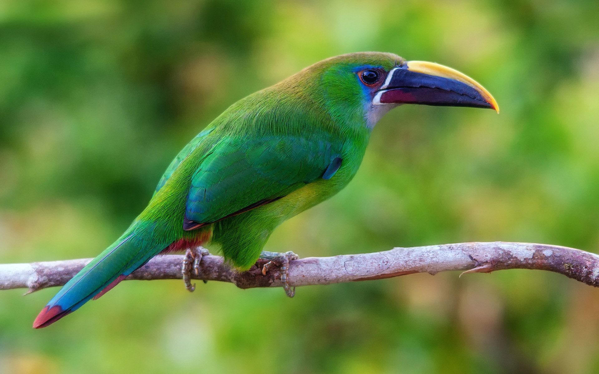 Birds - HD Wallpaper 