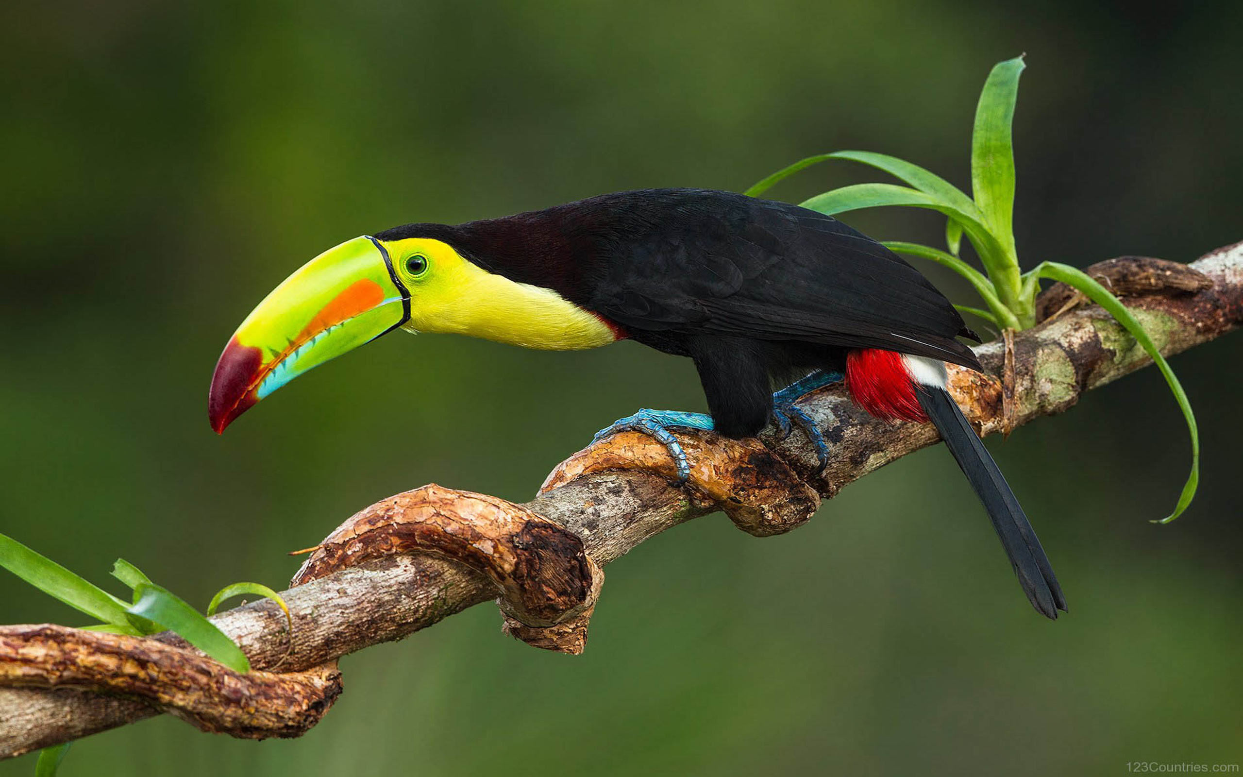 Keel Billed Toucan Belize - HD Wallpaper 