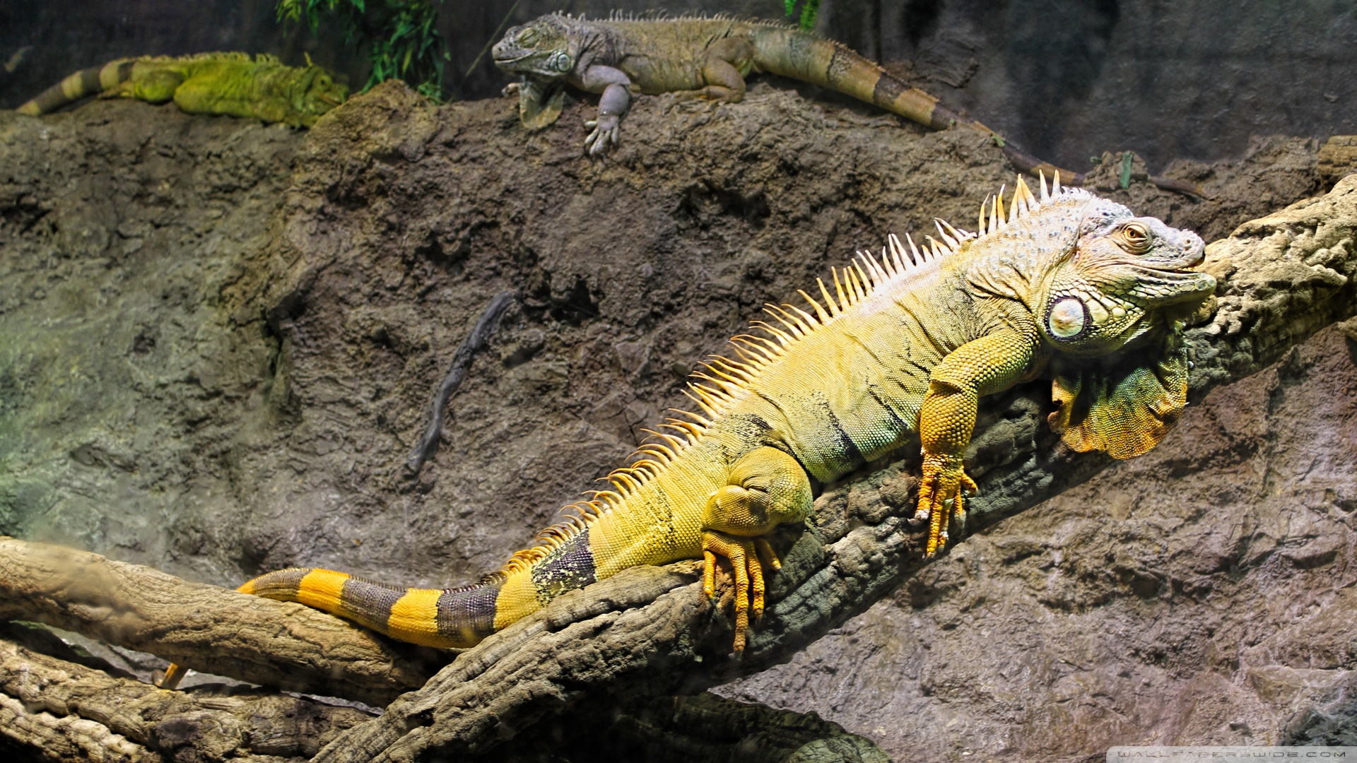 High Resolution Iguana Hd - HD Wallpaper 