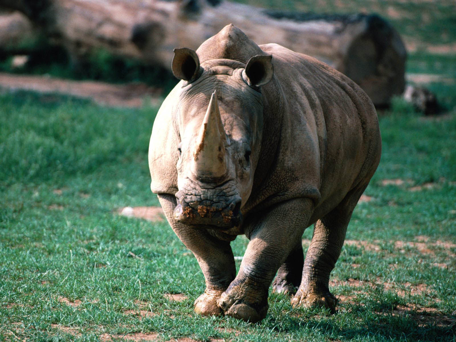 Impressive Wallpaper, S - Animal Rhinoceros Desktop - HD Wallpaper 