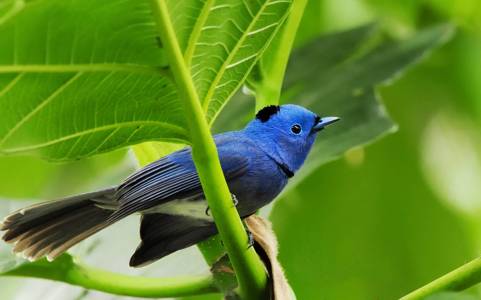 Blue Birds Desktop Wallpaper Free - Birds In Forest Hd - 1920x1200 Wallpaper Blue Birds Desktop Wallpaper Free - Birds In Forest Hd - 1920x1200 Wallpaper